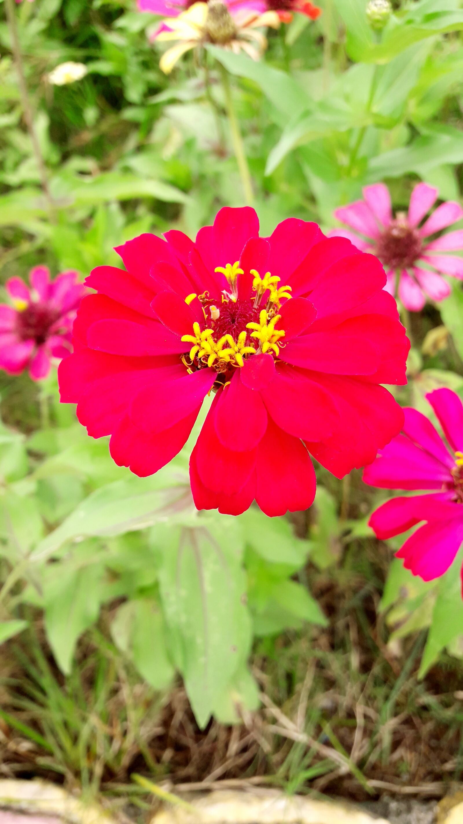 Samsung Galaxy J7 Neo sample photo. Bloom, flower, garden photography