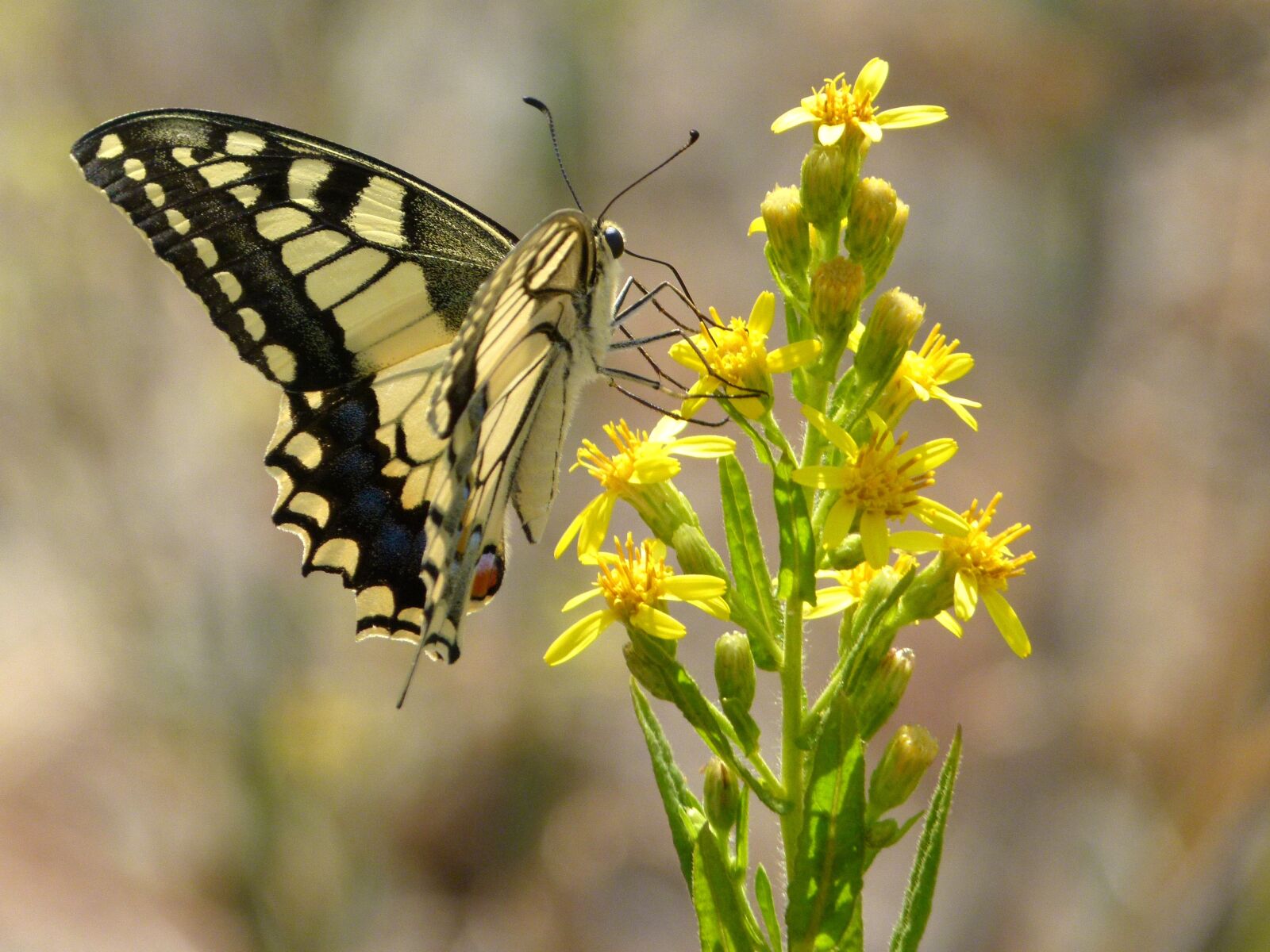 Leica V-Lux 2 sample photo. Butterfly, libar, wild flower photography