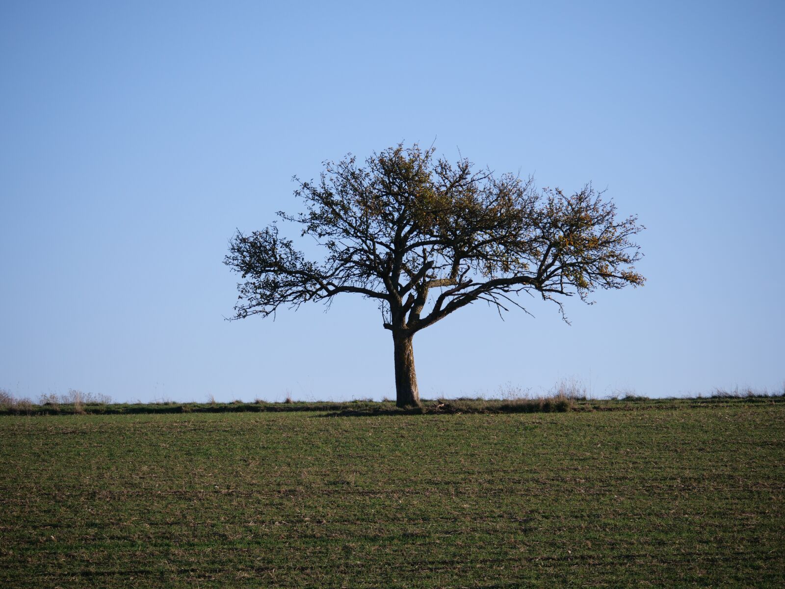 Panasonic Lumix DC-G9 sample photo. Tree, landscape, nature photography