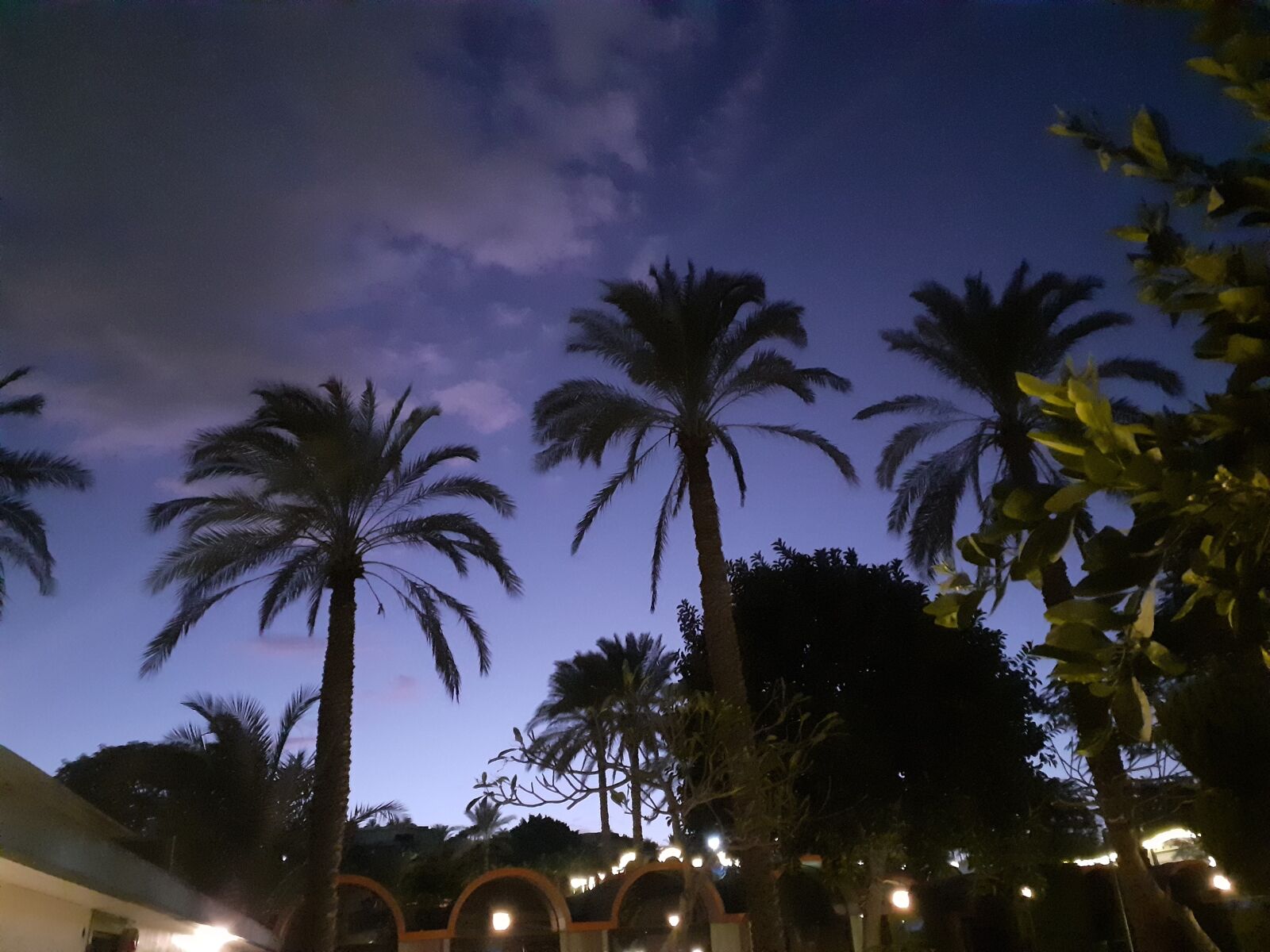 Samsung SM-A202F sample photo. Sky, palms, night photography