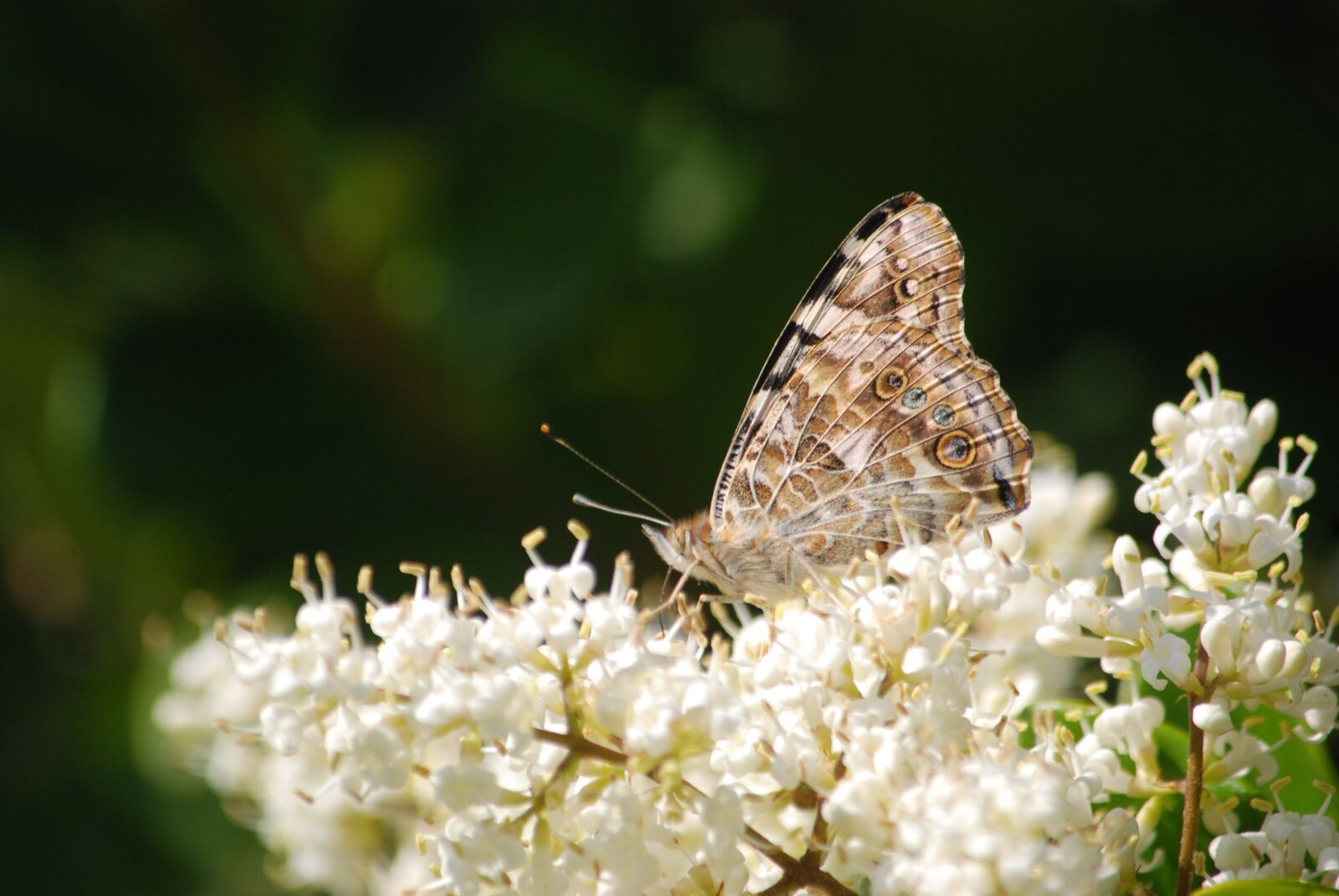 Nikon D80 sample photo. Butterfly, butterflies, painted lady photography
