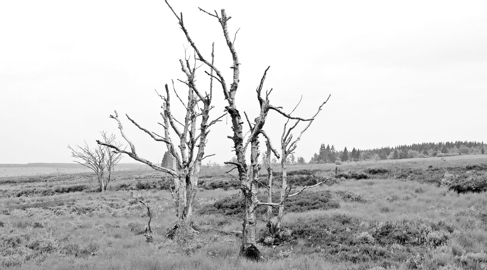 Canon EOS 550D (EOS Rebel T2i / EOS Kiss X4) sample photo. Trees, high venn, belgium photography