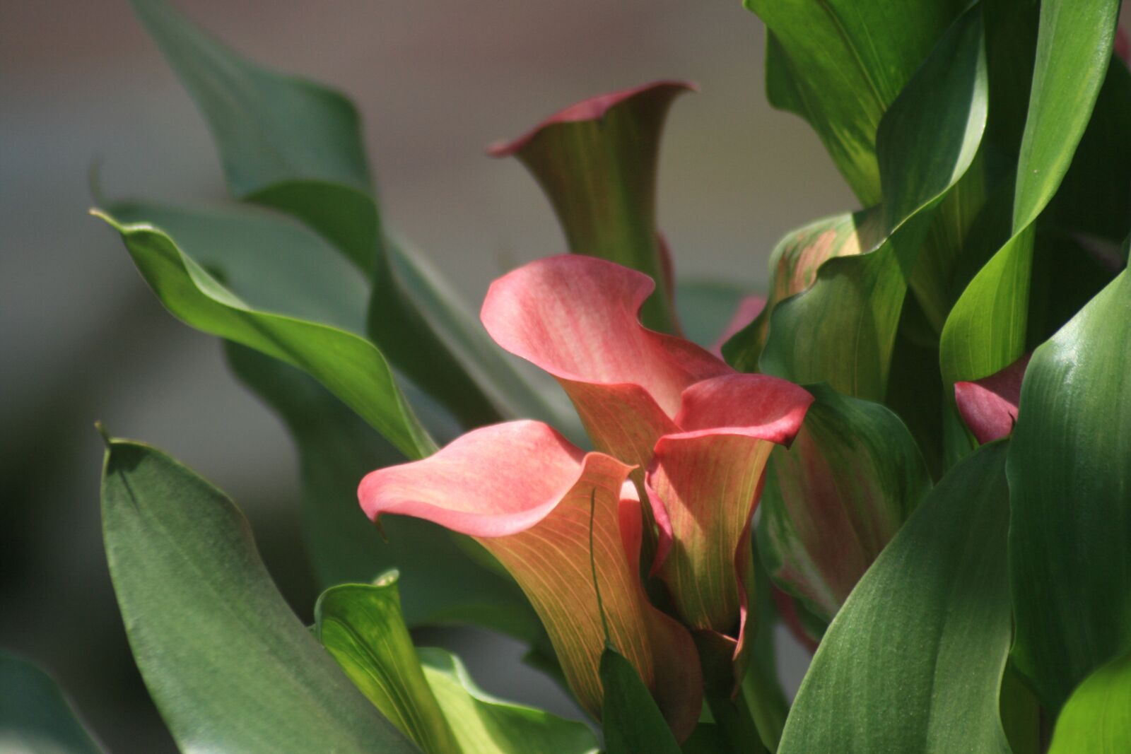 Canon EOS 400D (EOS Digital Rebel XTi / EOS Kiss Digital X) sample photo. Calla lily, plant, calla photography