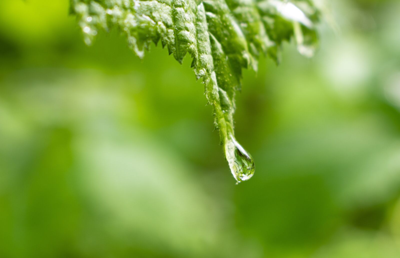 Nikon D3400 sample photo. Nature, leaves, green photography