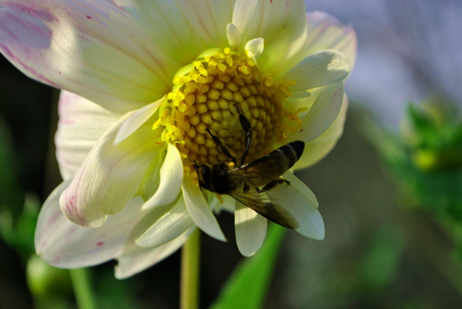 Nikon D3000 sample photo. Bee, flowers, honeybee photography