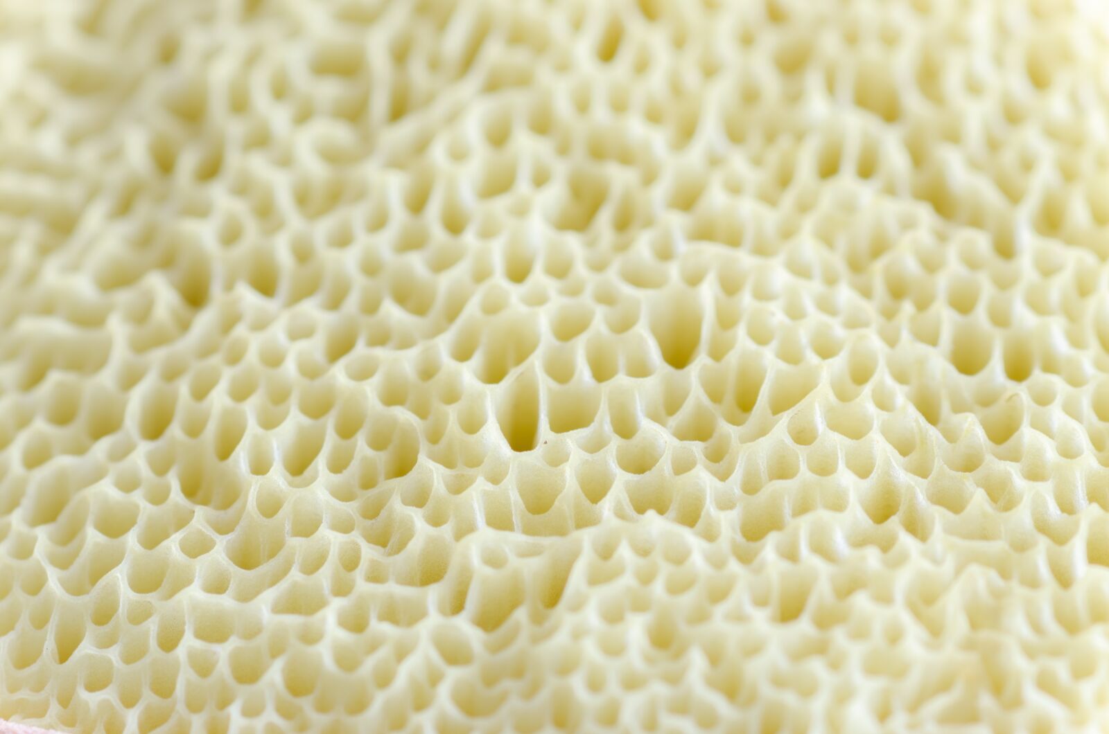 Nikon D5100 sample photo. Macro, mushroom, natural photography