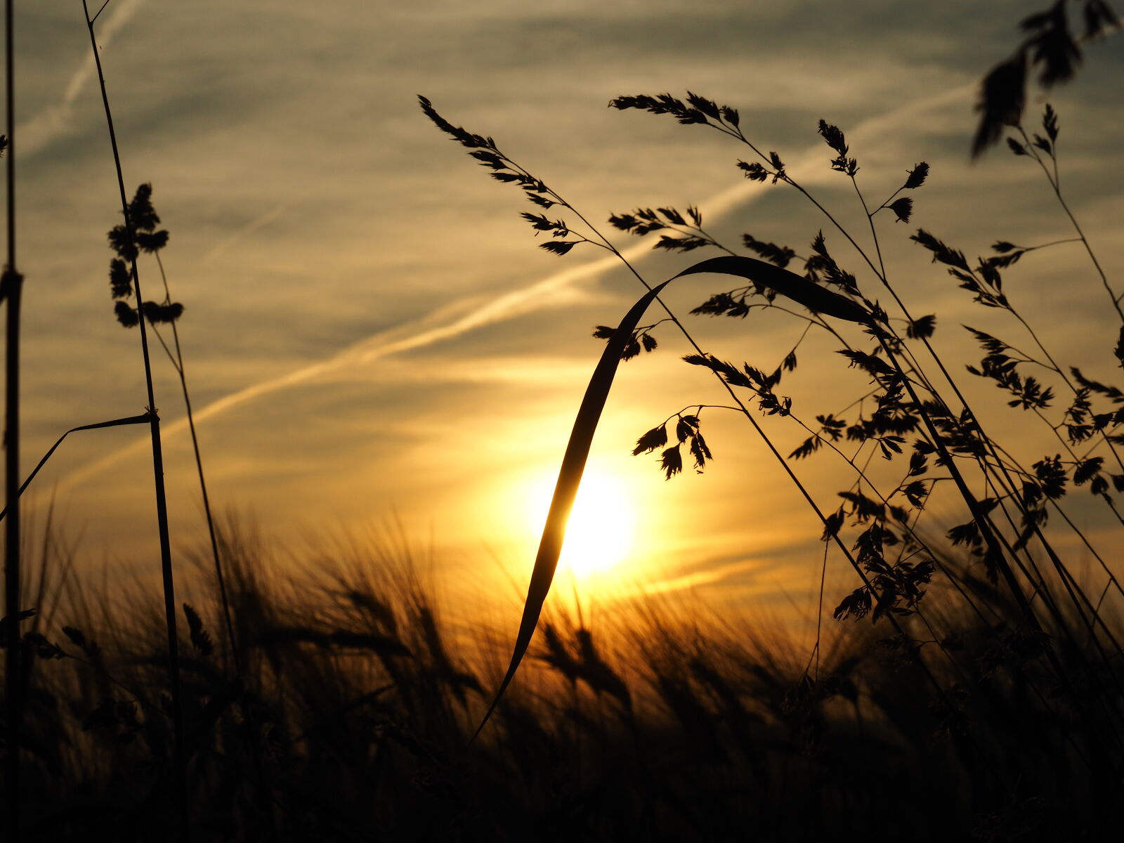 Olympus OM-D E-M10 II sample photo. Grass, sun, sunset photography