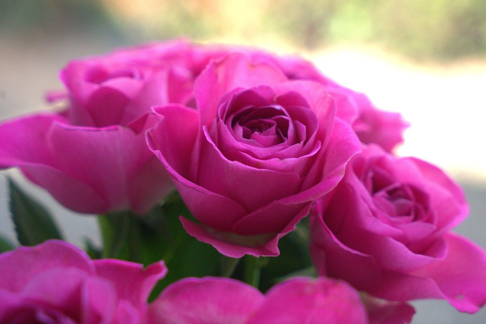 Sony a7 II + Sony Vario Tessar T* FE 24-70mm F4 ZA OSS sample photo. Rose, love, romantic photography
