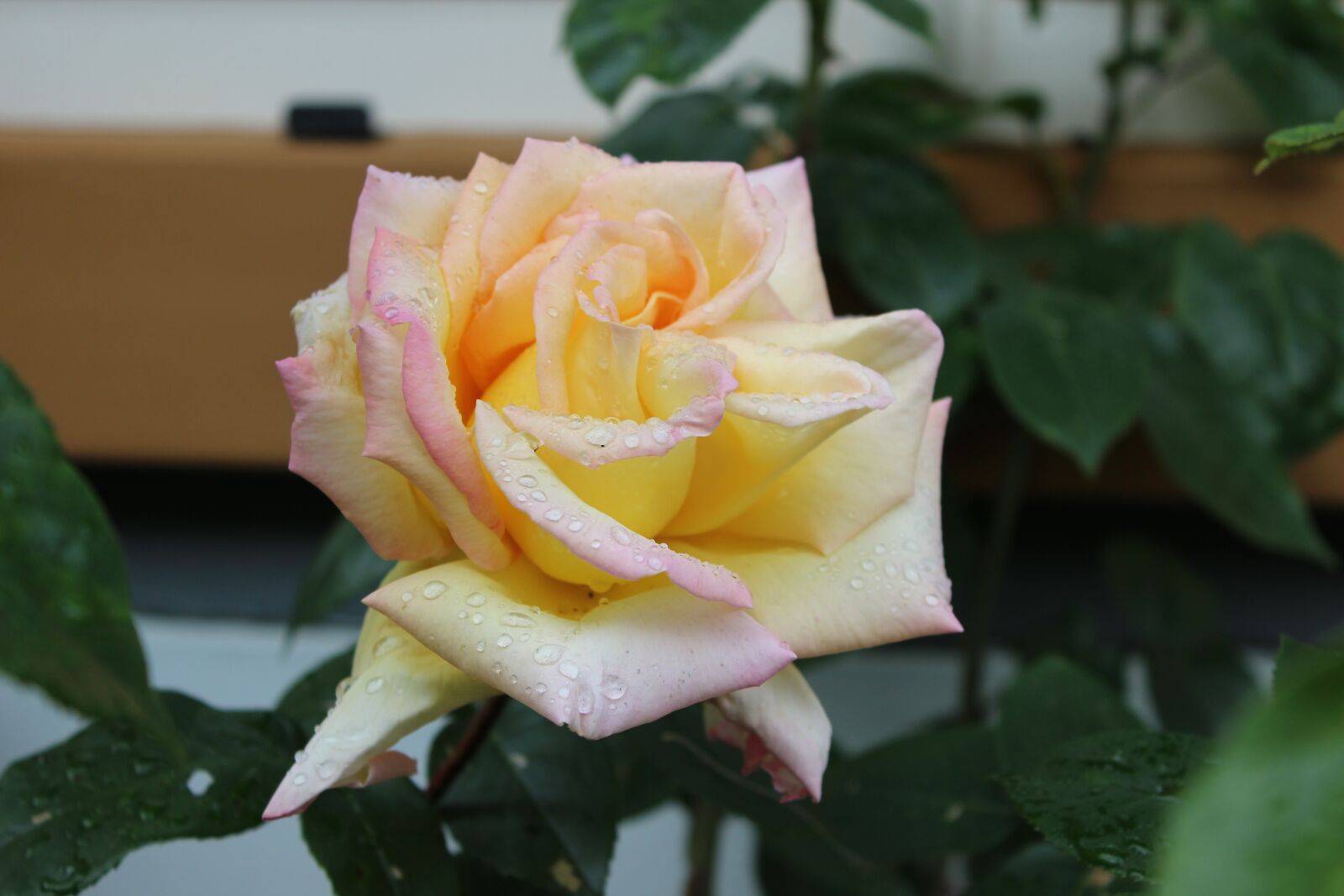 Canon EOS 600D (Rebel EOS T3i / EOS Kiss X5) sample photo. Rose, yellow, flower photography