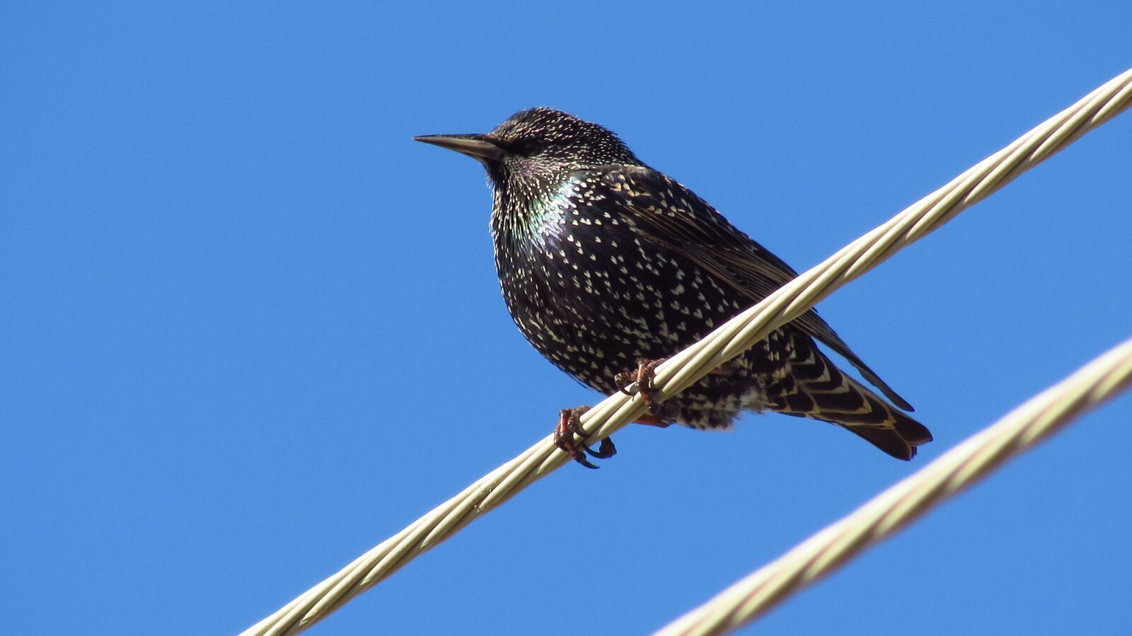 Canon PowerShot SX510 HS sample photo. Birds, nature, bird photography