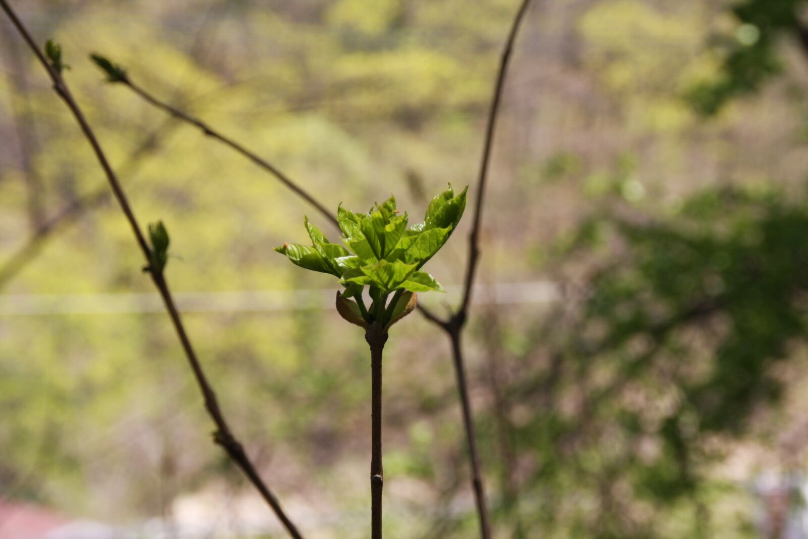 Canon EOS 40D sample photo. Bud, new, takeshi photography