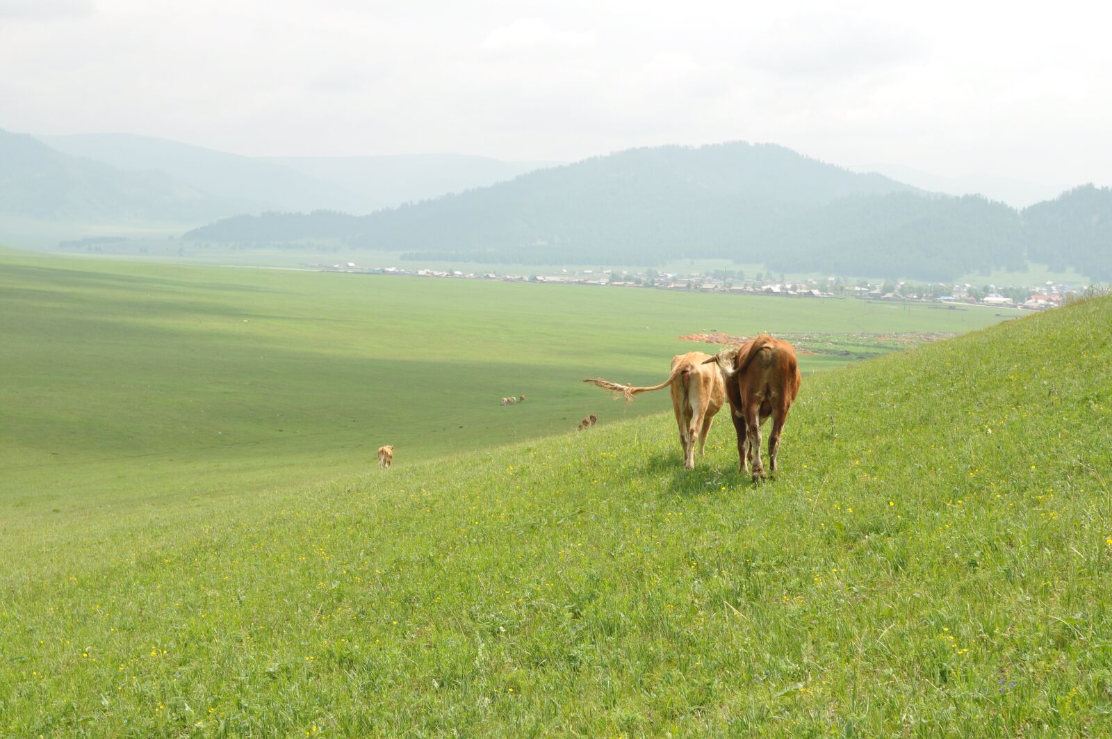 Nikon D90 sample photo. Cow meadow, valley, pasture photography
