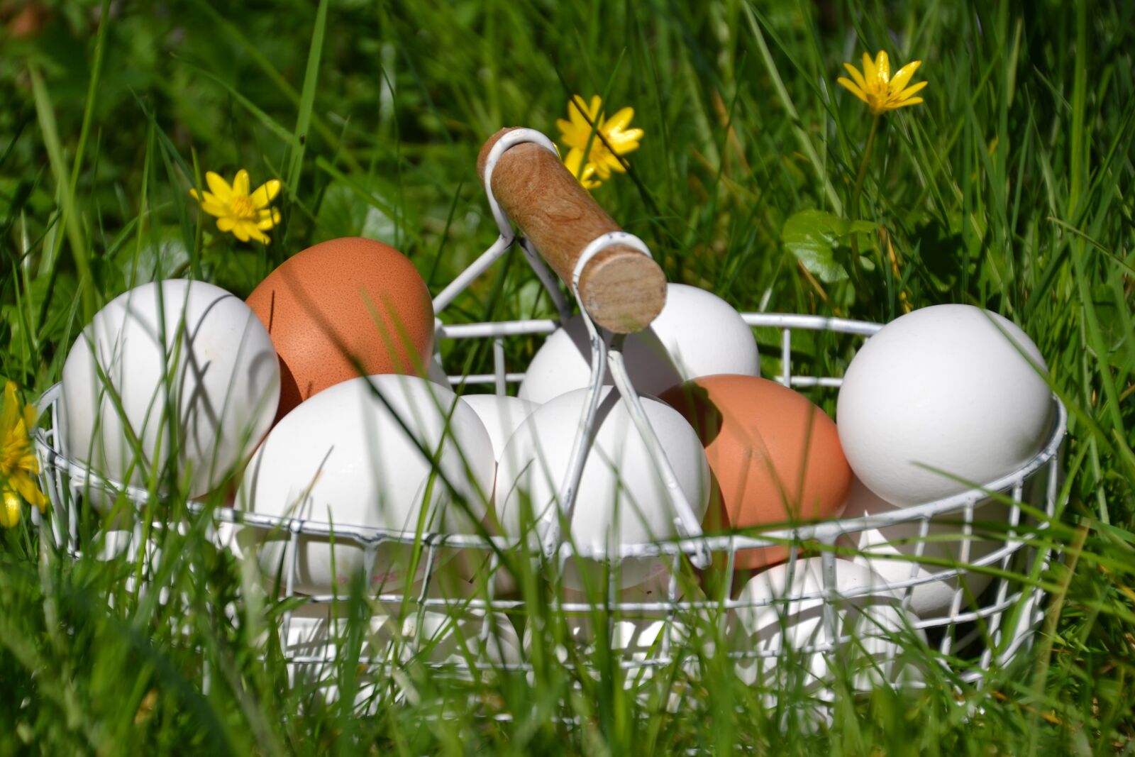 Nikon D3100 sample photo. Egg, white, brown photography