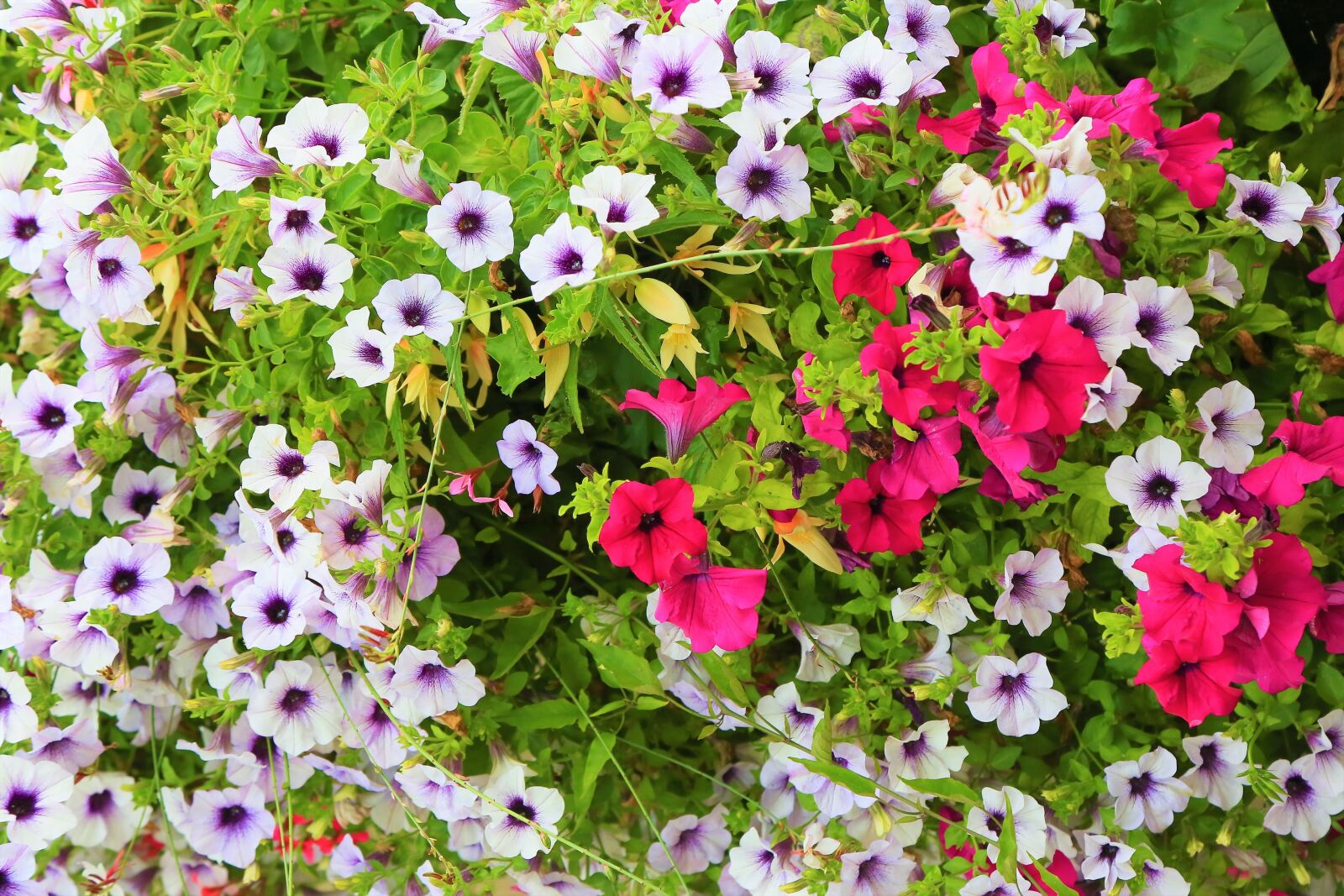 Canon EOS 5D Mark III sample photo. Flowers, nature, landscape photography