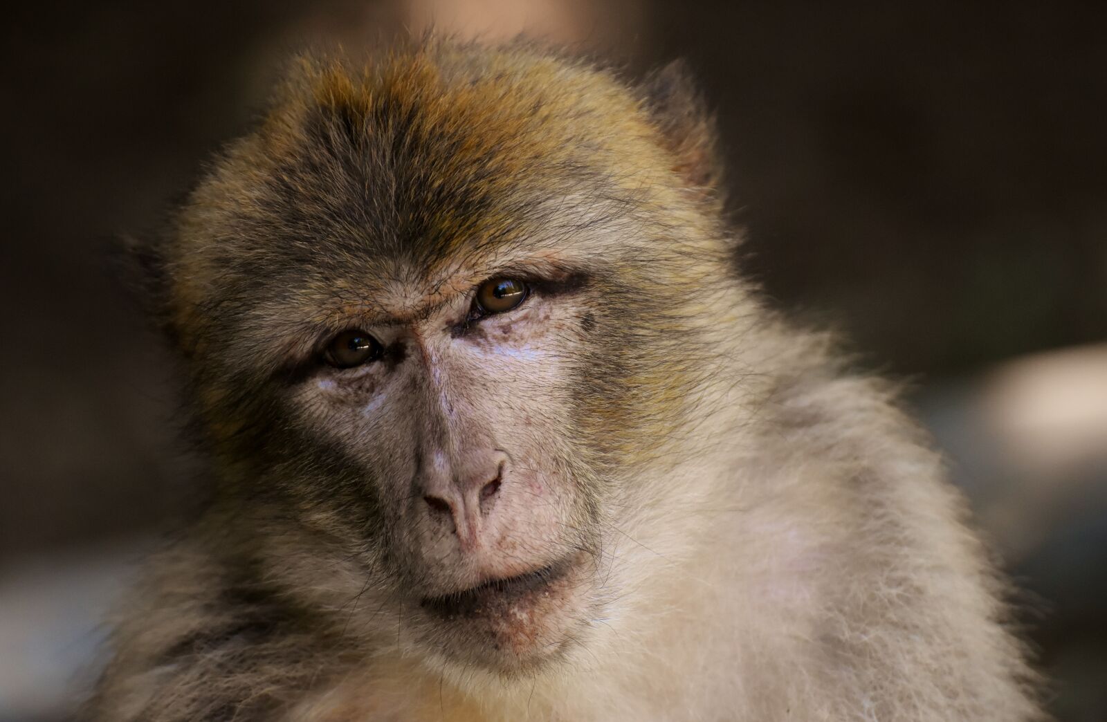 Nikon D7200 sample photo. Barbary ape, endangered species photography