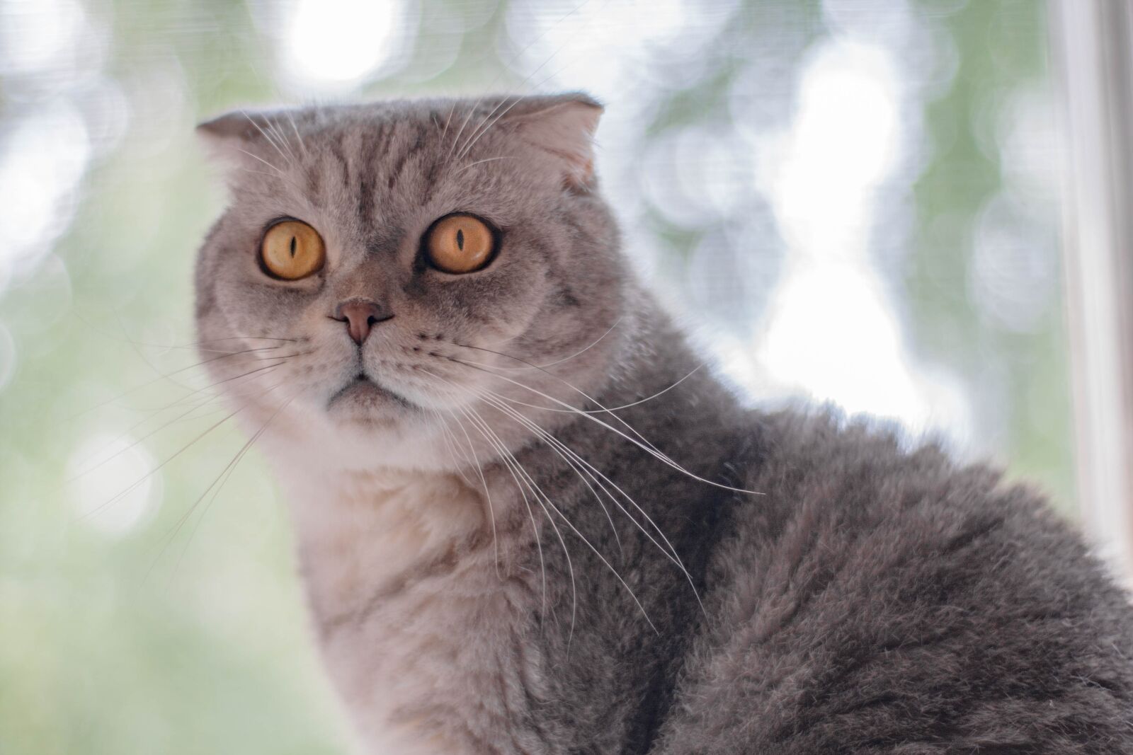 Canon EOS 40D sample photo. Cat cat, view, pets photography