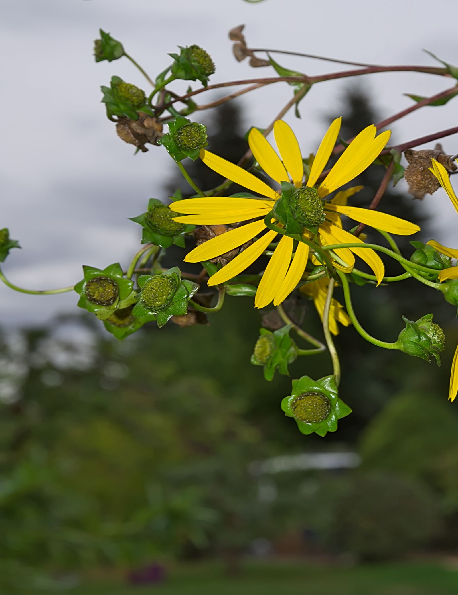Nikon D3300 sample photo. Blossom, bloom, yellow photography