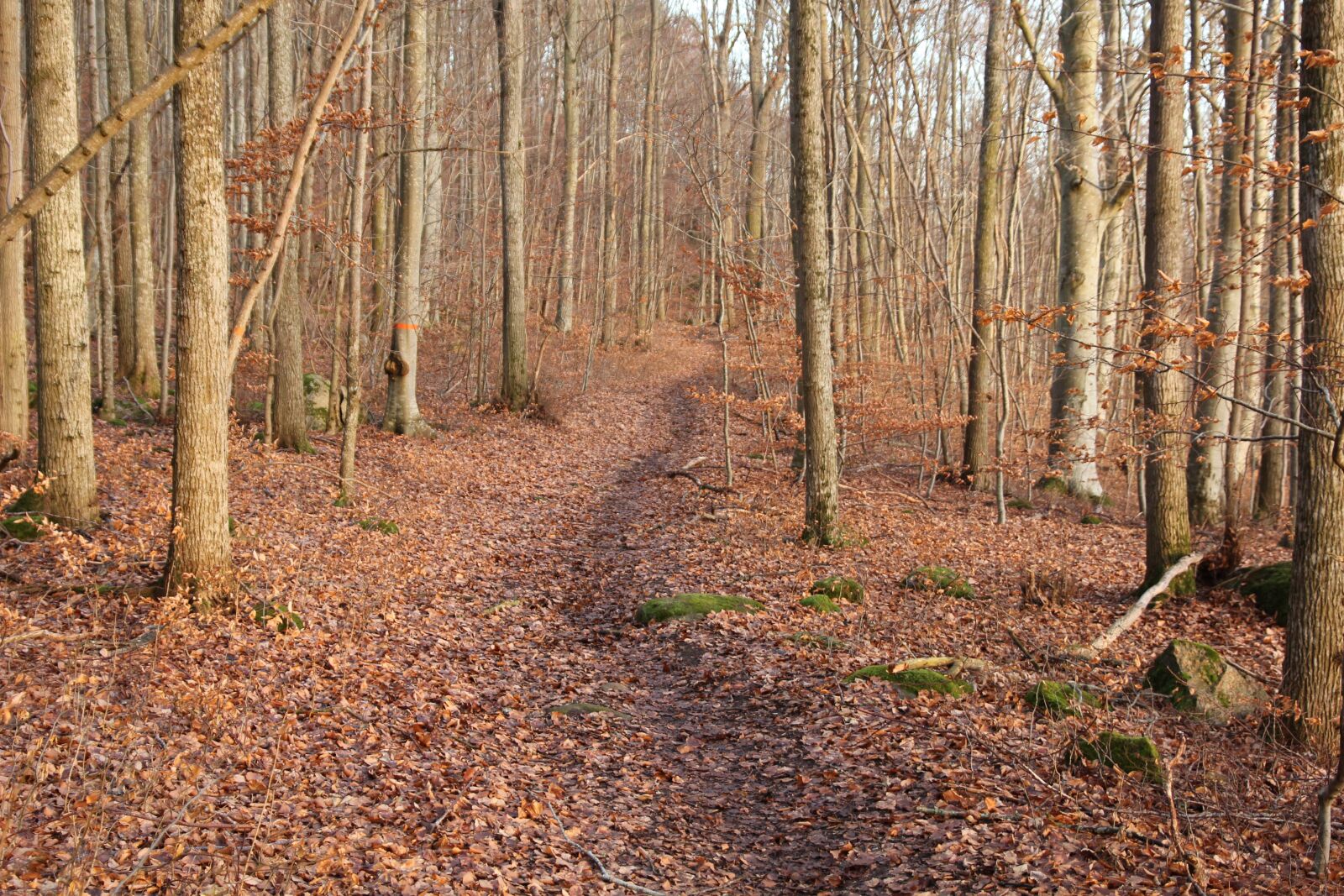 Canon EOS 550D (EOS Rebel T2i / EOS Kiss X4) sample photo. Beech forest, path, forest photography
