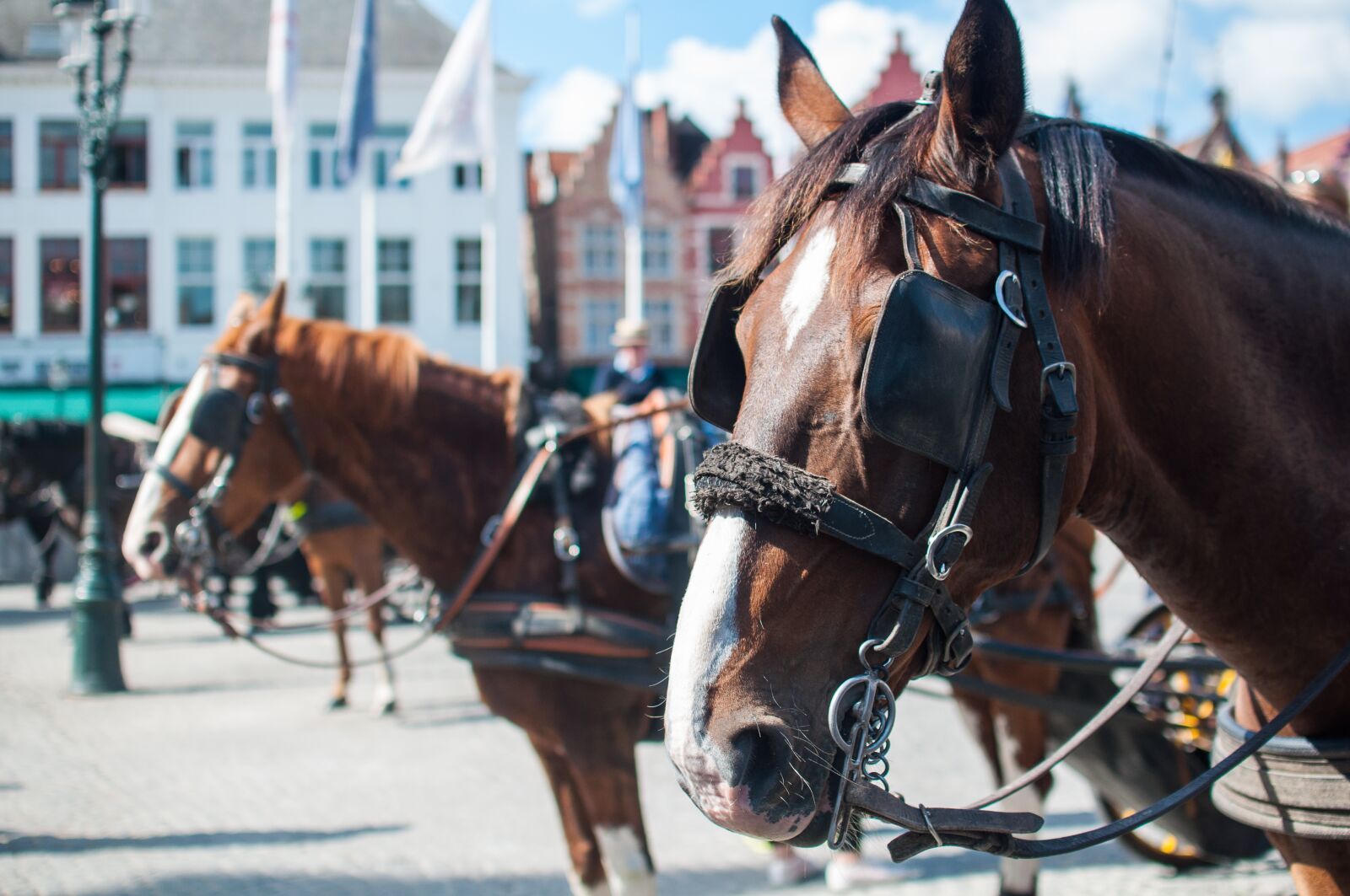 Nikon D5000 sample photo. Horses, brown, animals photography