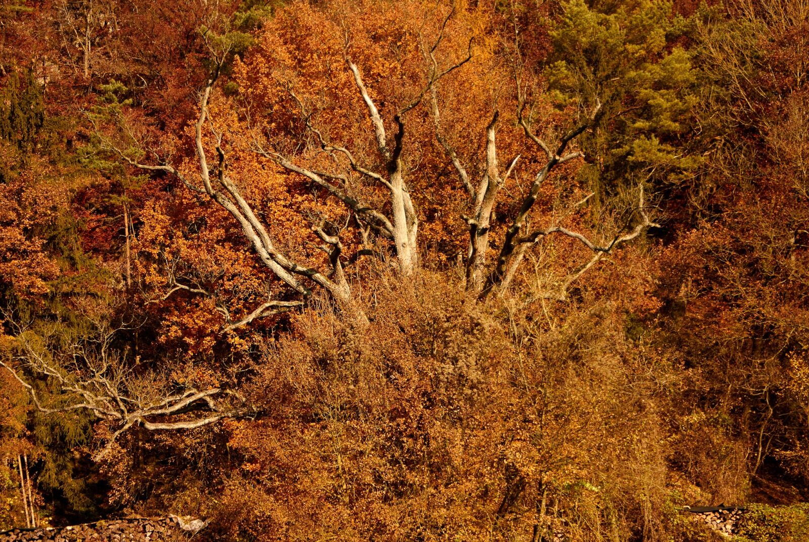 Canon EOS 500D (EOS Rebel T1i / EOS Kiss X3) sample photo. Tree, nature, autumn photography