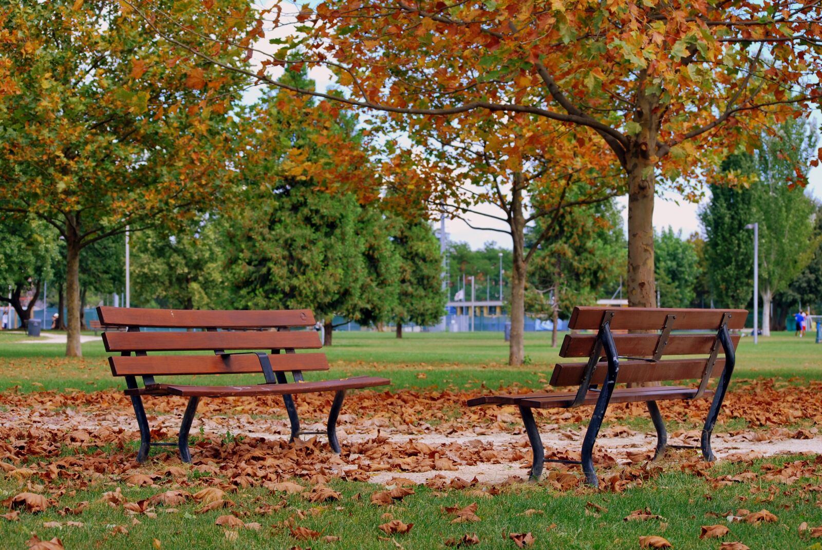 Nikon D60 sample photo. Bench, autumn, dried leaves photography