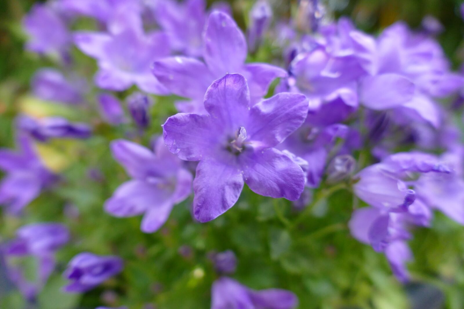 Panasonic Lumix DMC-FZ1000 sample photo. Flower, blossom, bloom photography
