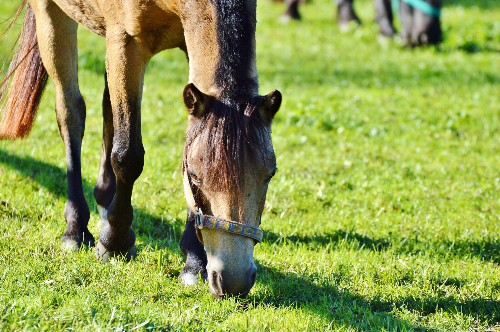 Nikon D3200 sample photo. Horse, ride, reiter photography