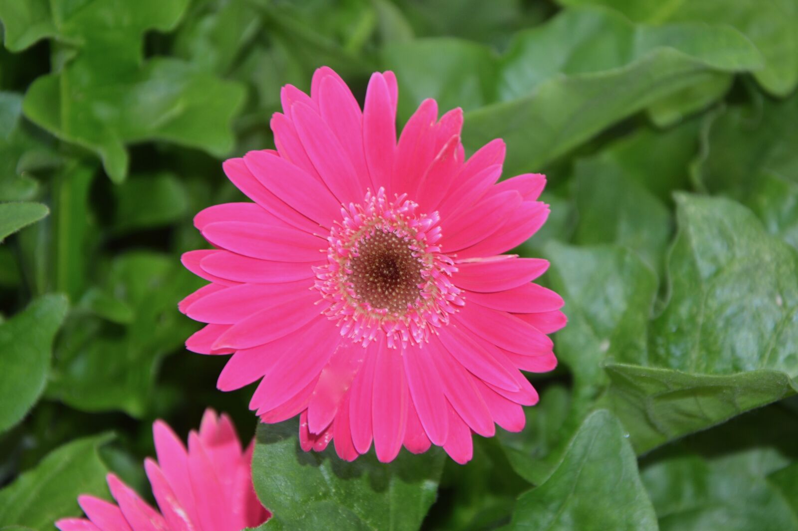 Nikon D5200 sample photo. Pink flower, green leaves photography
