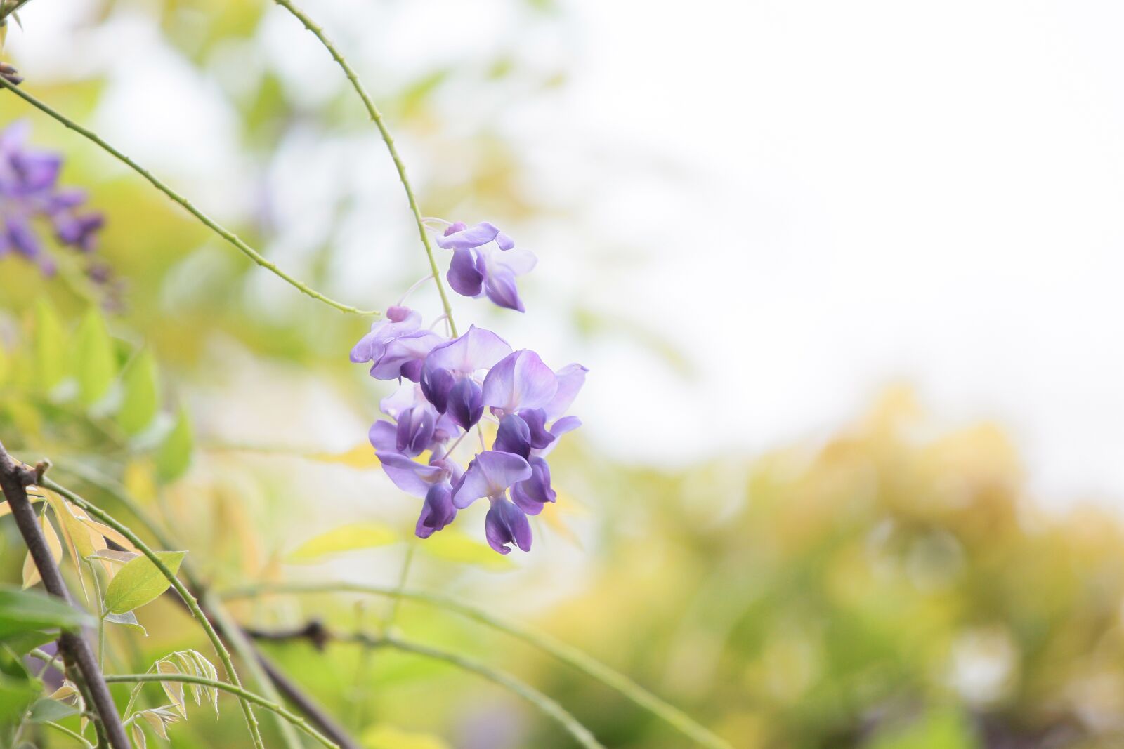 Canon EOS 500D (EOS Rebel T1i / EOS Kiss X3) sample photo. Flower, wisteria, spring photography
