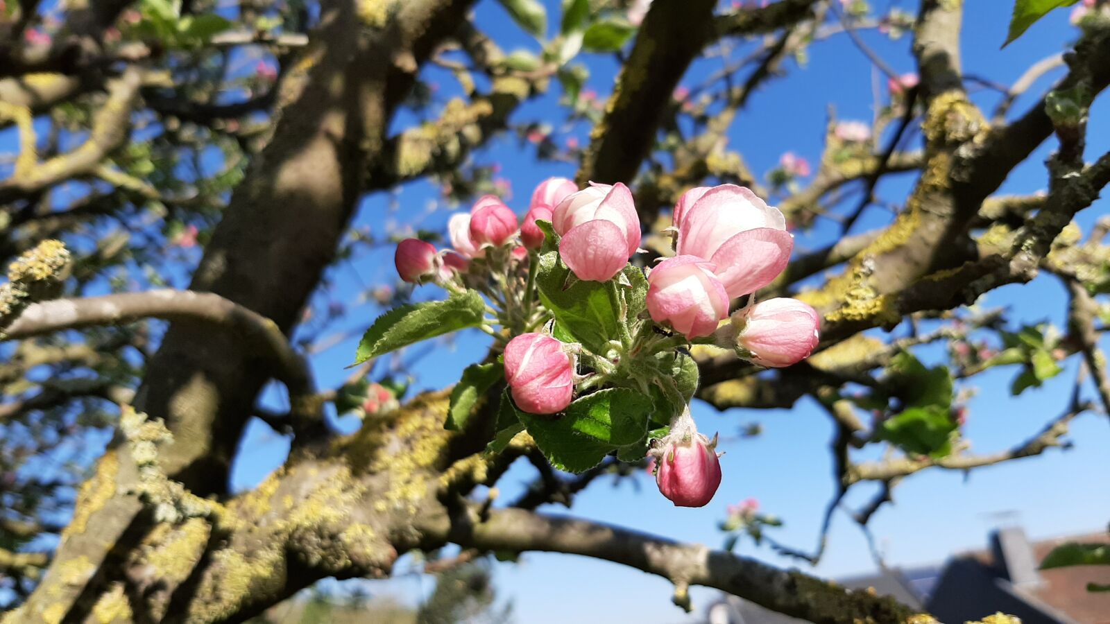 Samsung Galaxy A50 sample photo. Spring, apple, flowers photography