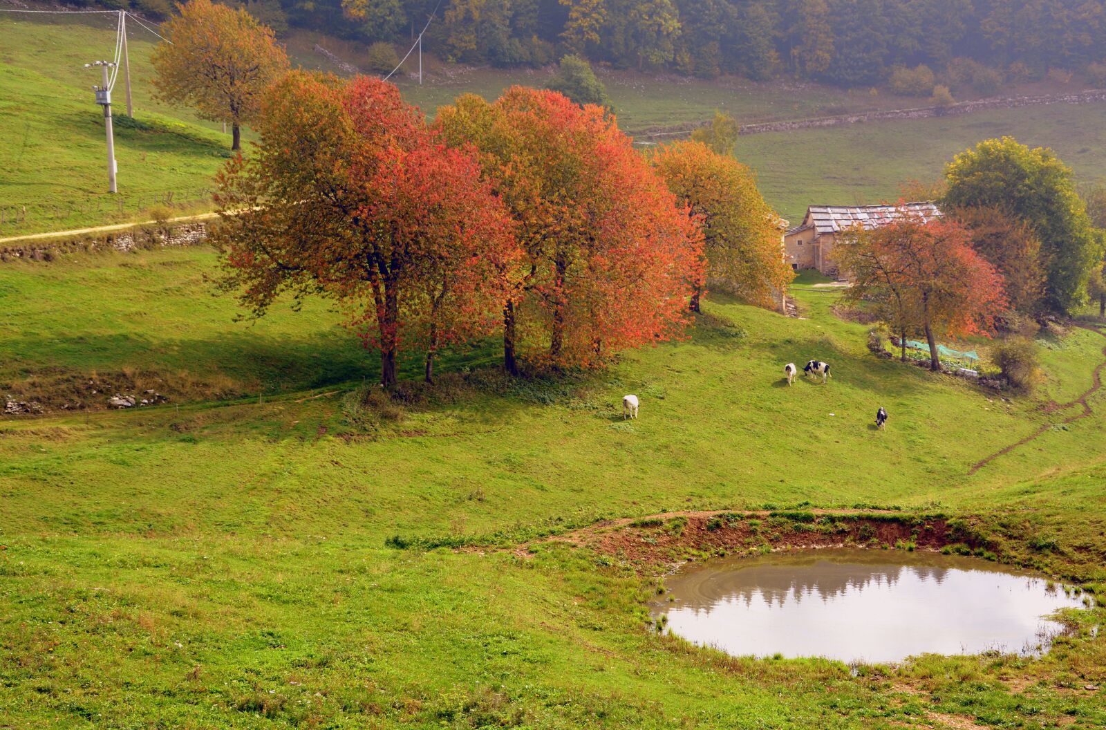Nikon D7100 sample photo. Trees, pond, autumn photography