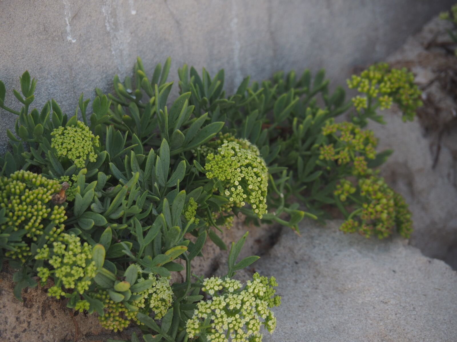 Olympus OM-D E-M5 II sample photo. Plant, green, sand photography