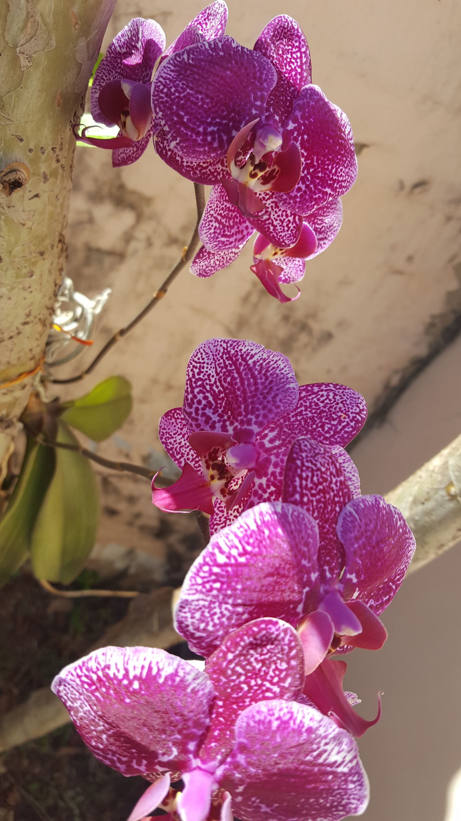 Samsung GALAXY S6 edge sample photo. Nature, flower, plant photography