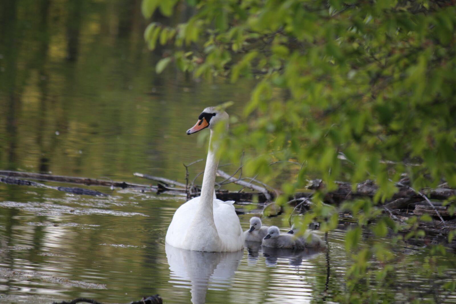 Canon EOS 1200D (EOS Rebel T5 / EOS Kiss X70 / EOS Hi) + Canon EF-S 55-250mm F4-5.6 IS sample photo. Swan, lake, nature photography