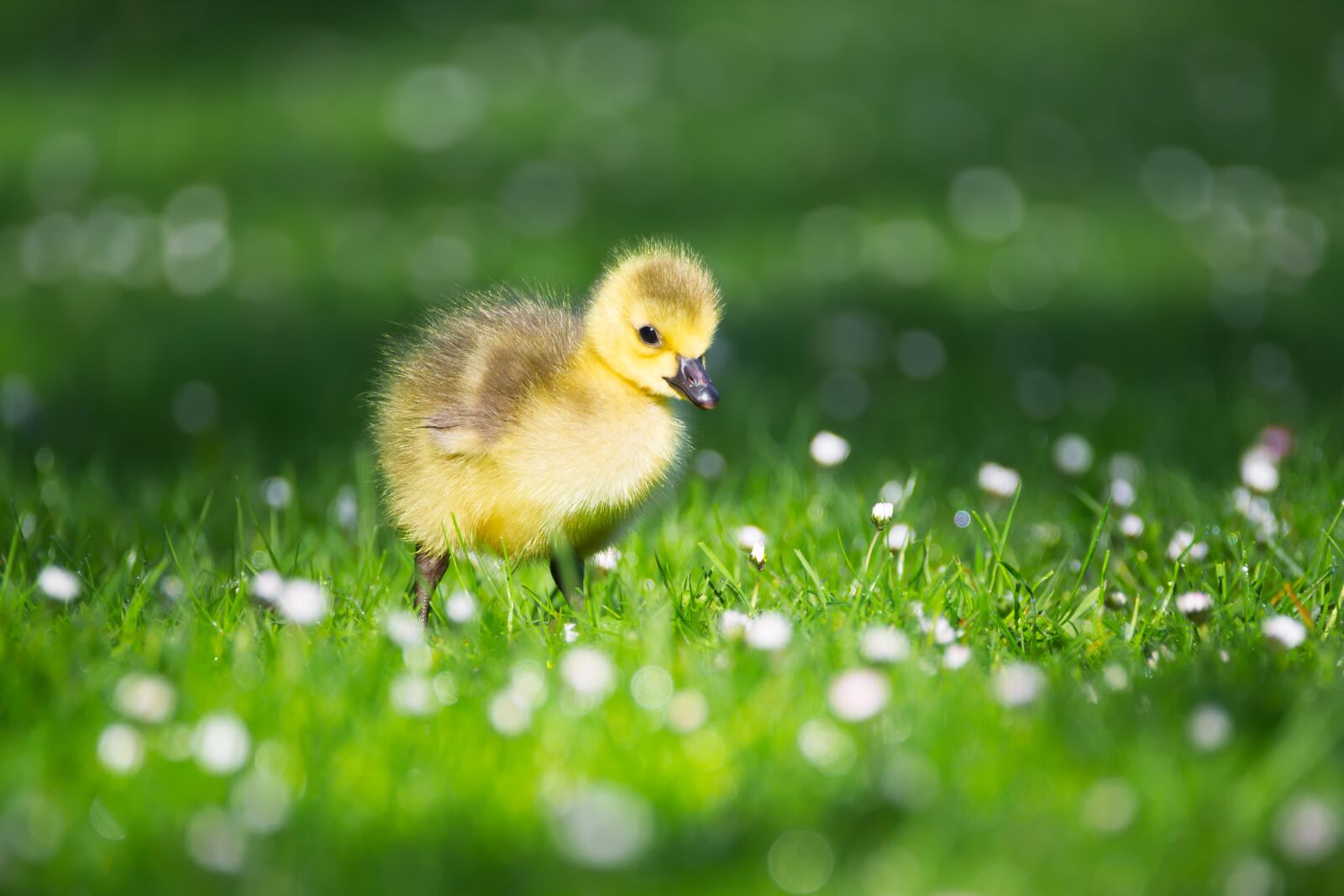 Nikon D600 sample photo. Goslings, chicks, bird photography