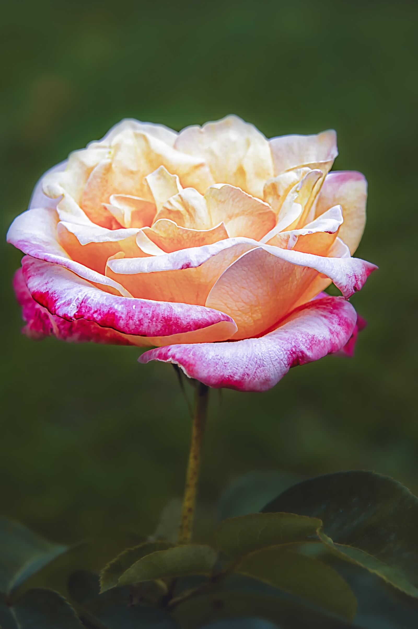 Nikon D3S sample photo. Rose, flower, plant photography