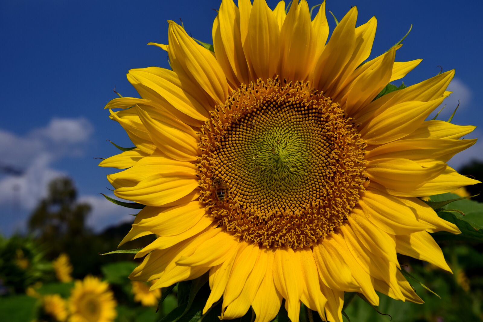 Nikon D3300 sample photo. Sunflower, sky, blue photography