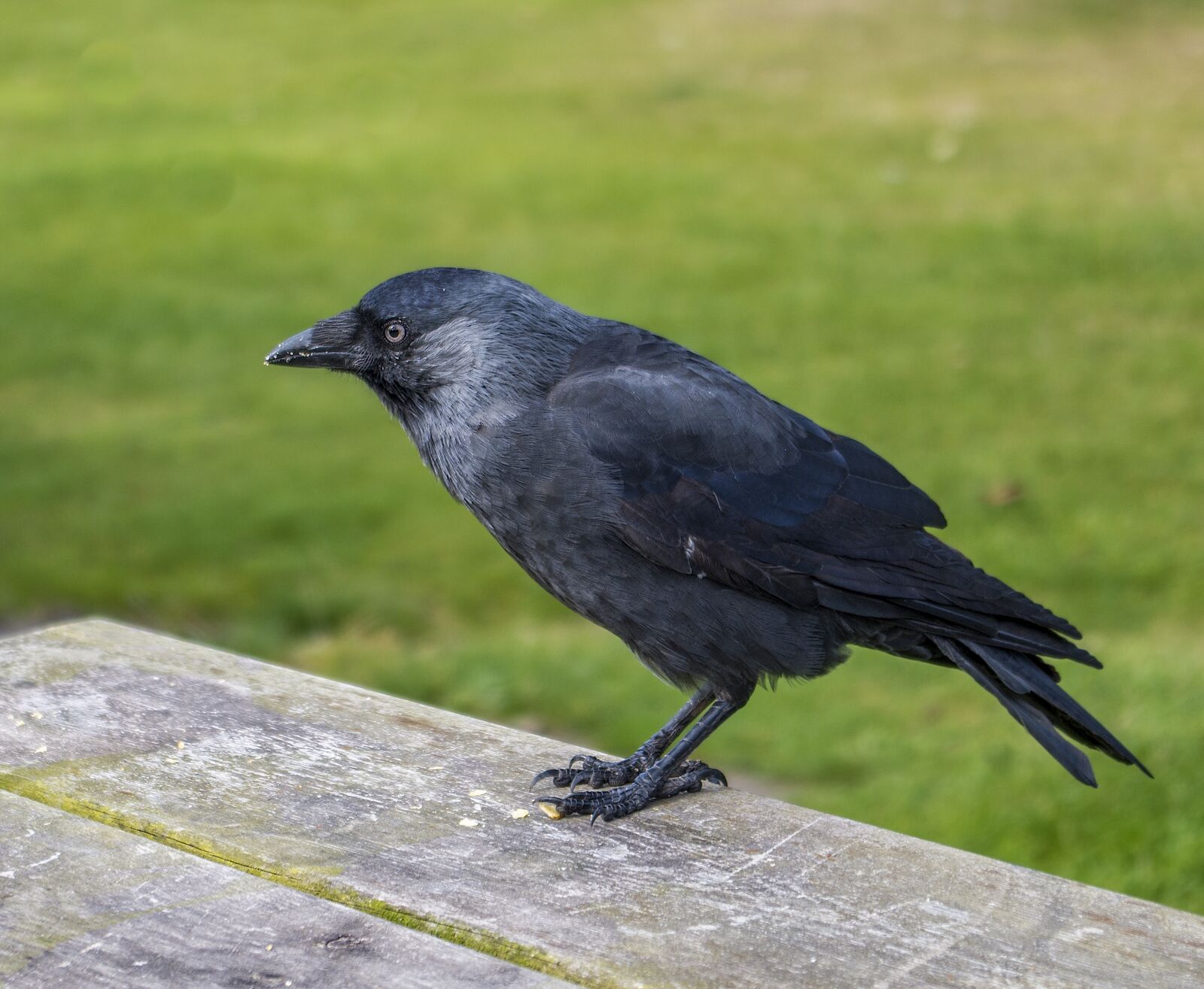 Pentax K-50 sample photo. Jackdaw, songbird, raven bird photography
