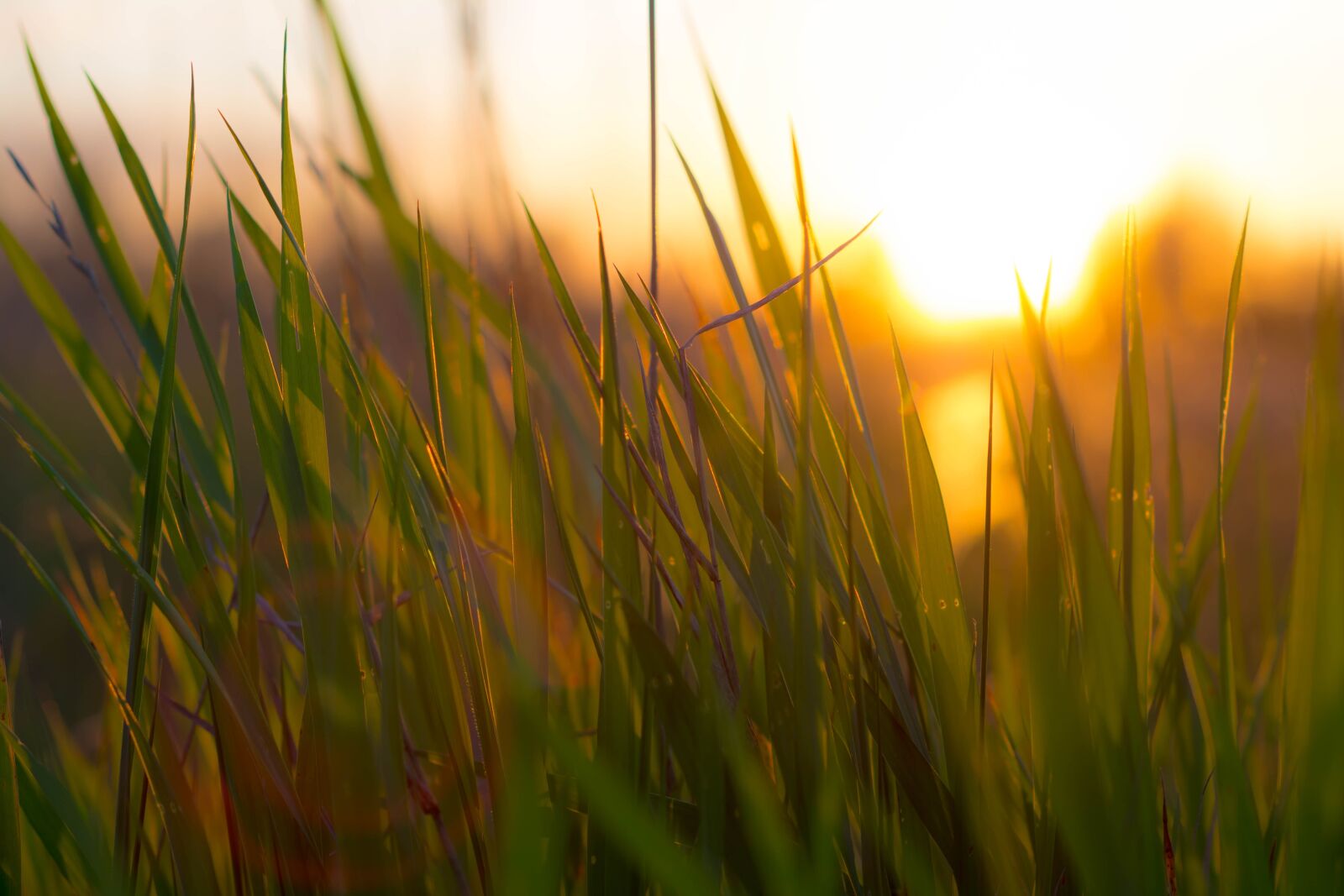 Nikon D7100 sample photo. Grass, grassland, green photography