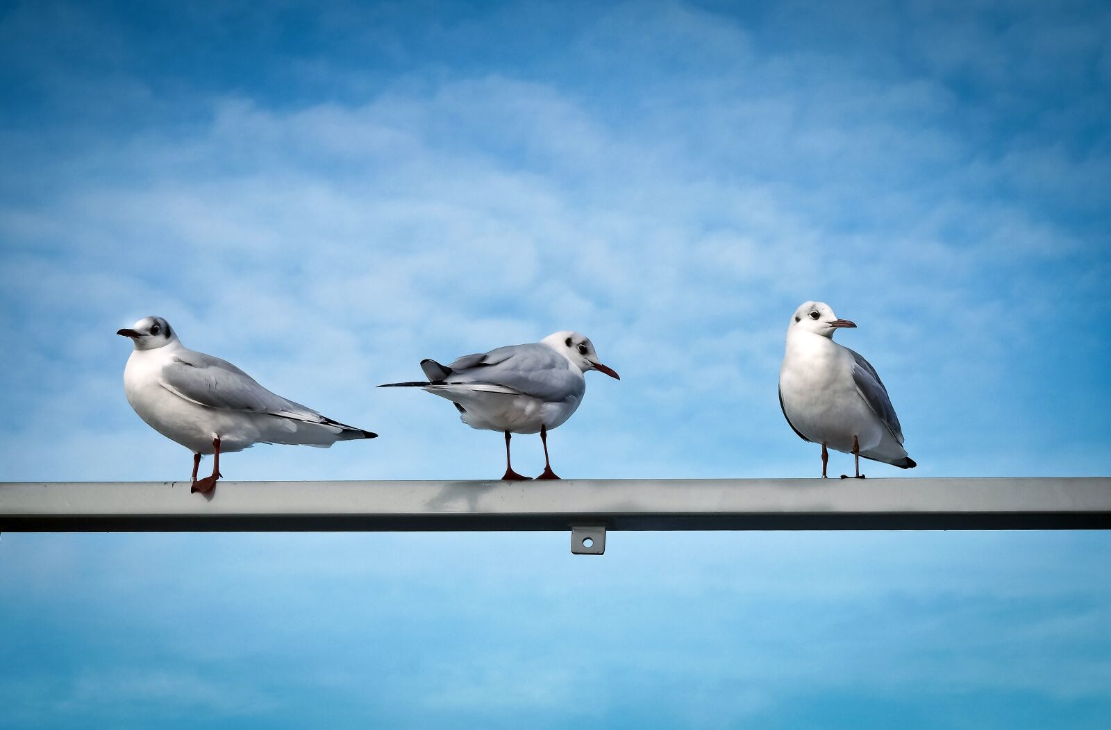 Olympus OM-D E-M10 sample photo. Gulls, birds, water bird photography