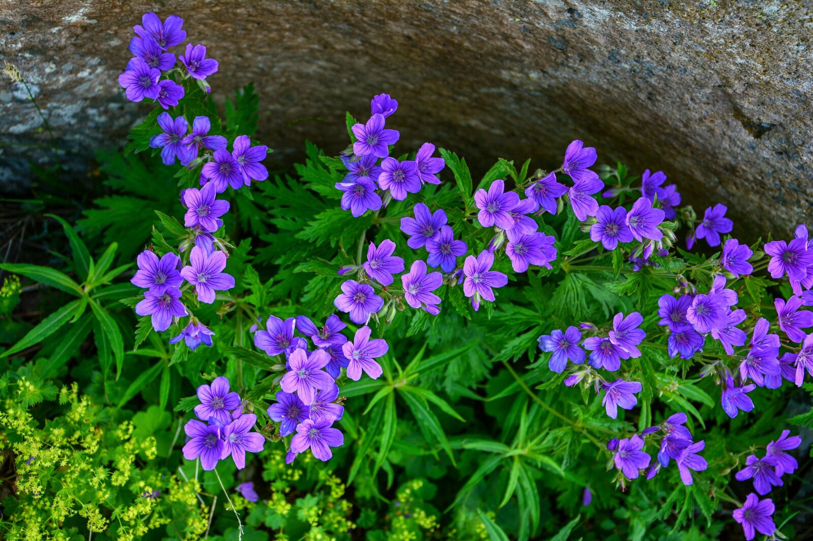 Nikon D7100 sample photo. Nature flowers, close-up, detail photography