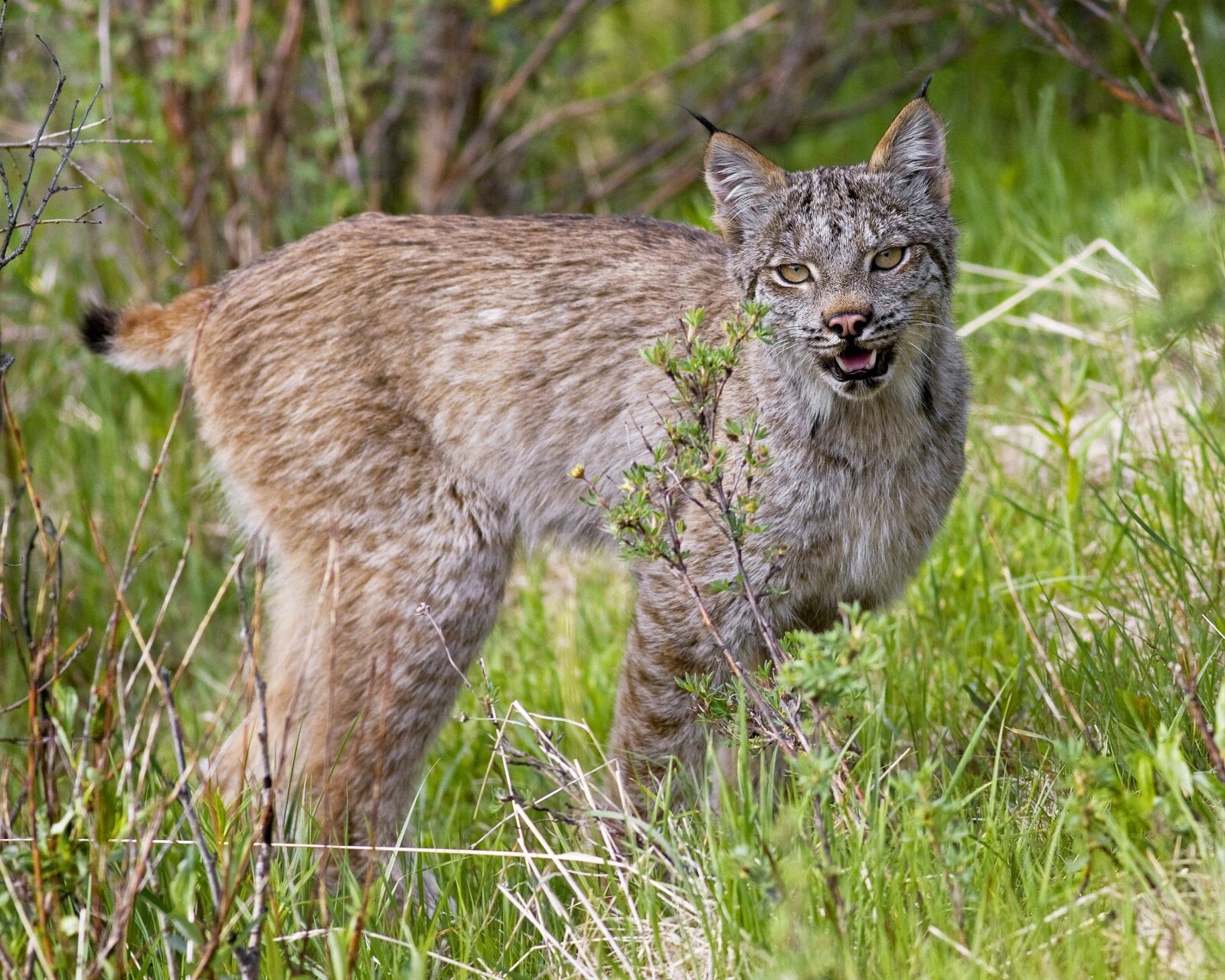 Canon EOS 40D sample photo. Lynx, cat, predator photography