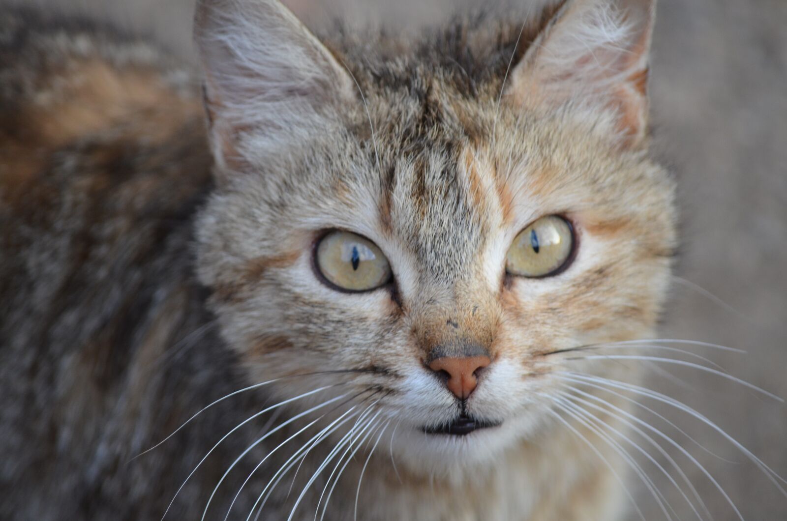 Nikon D5100 sample photo. Cat, animal, pet photography