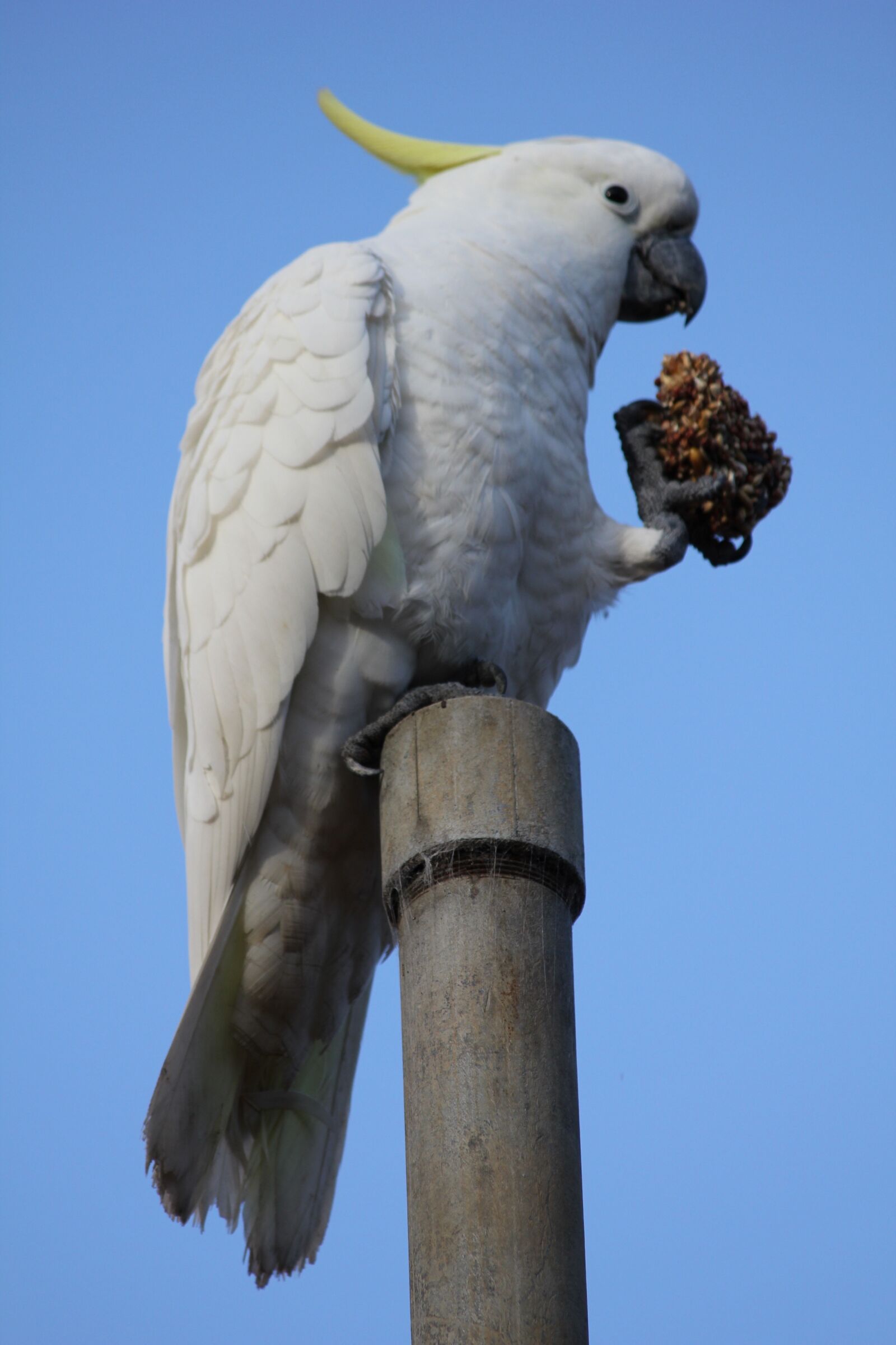Canon EOS 550D (EOS Rebel T2i / EOS Kiss X4) sample photo. Cockatoo, bird, nature photography