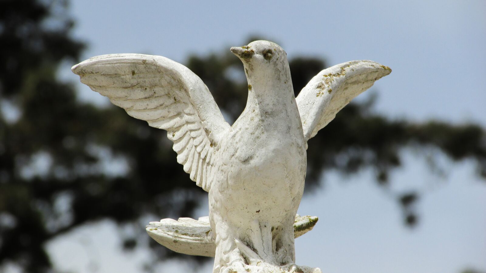 Canon PowerShot SX400 IS sample photo. Peace, pigeon, white photography