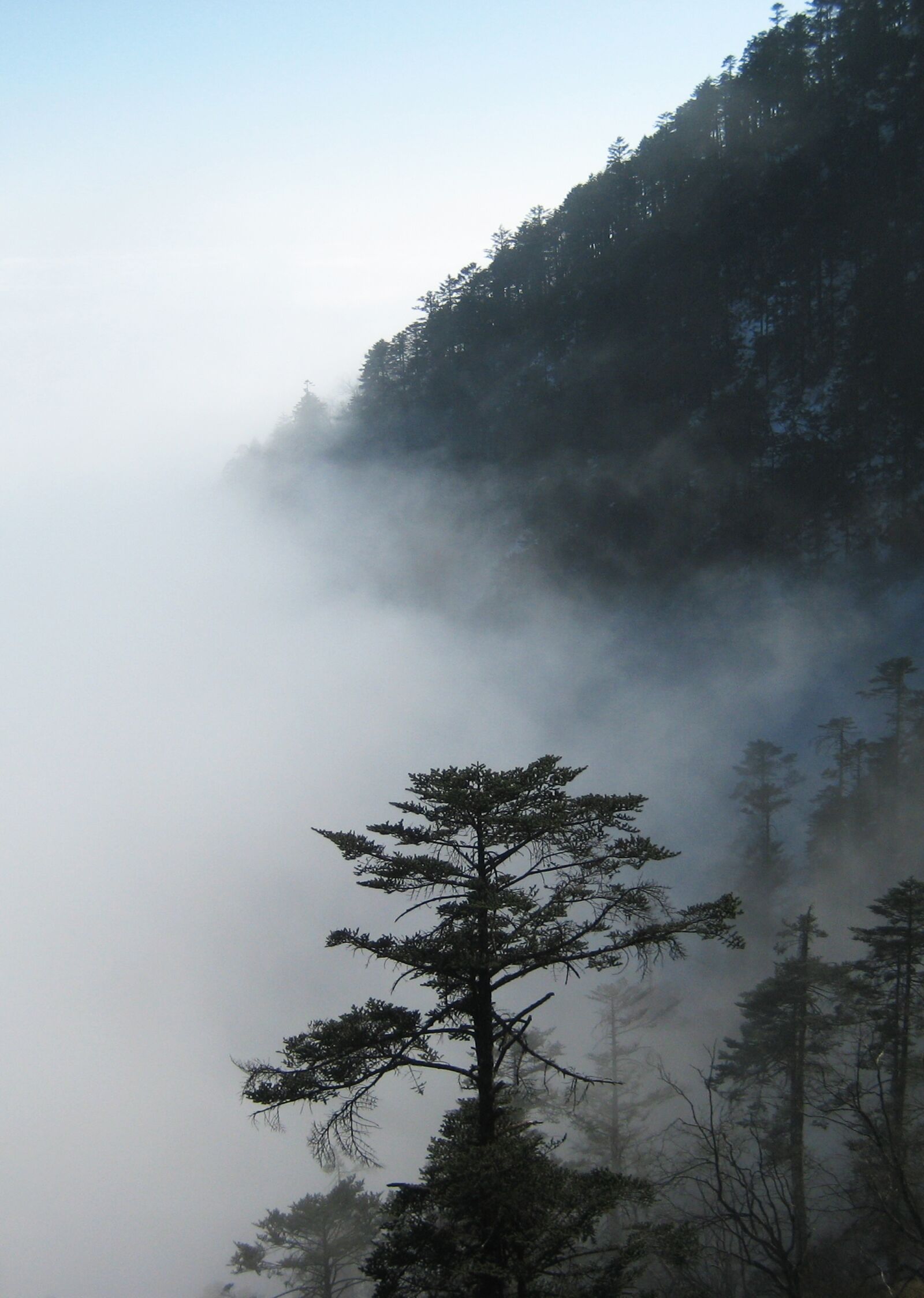 Canon DIGITAL IXUS 70 sample photo. The fog, pine tree photography