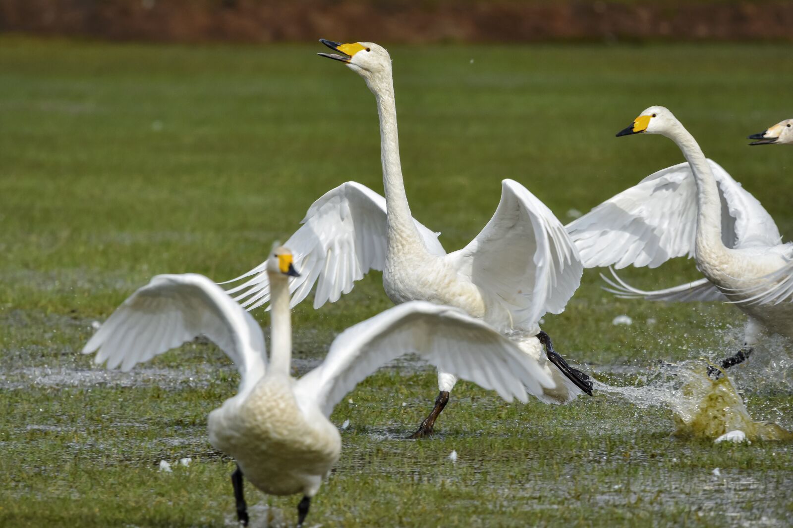 Nikon D7200 sample photo. Animal, paddy field, water photography