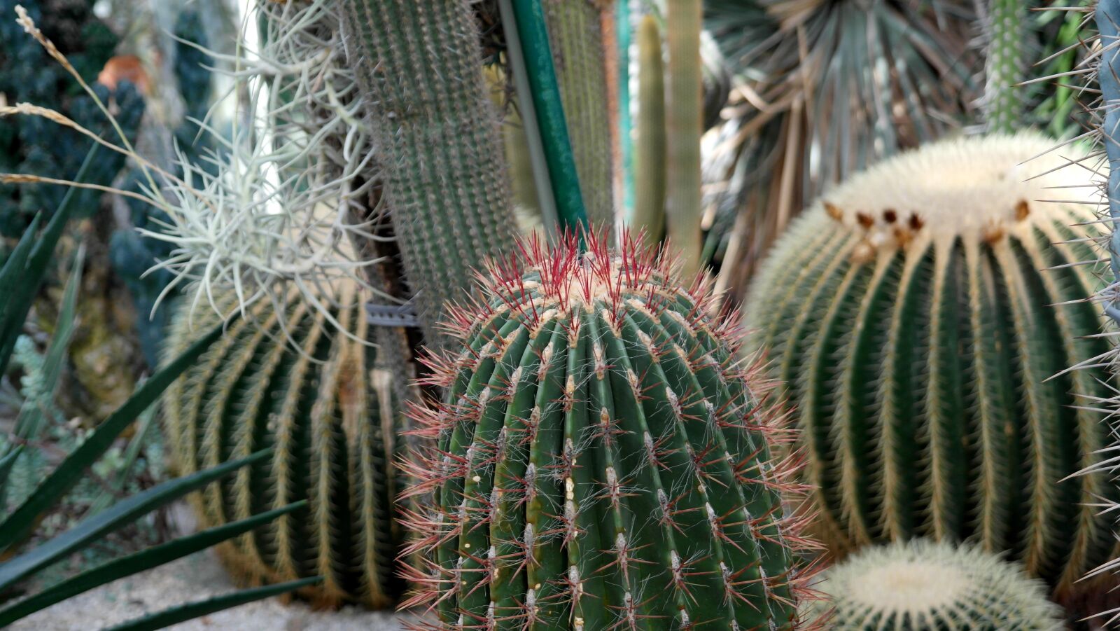 Samsung NX20 sample photo. Cactus, pointed, nature photography