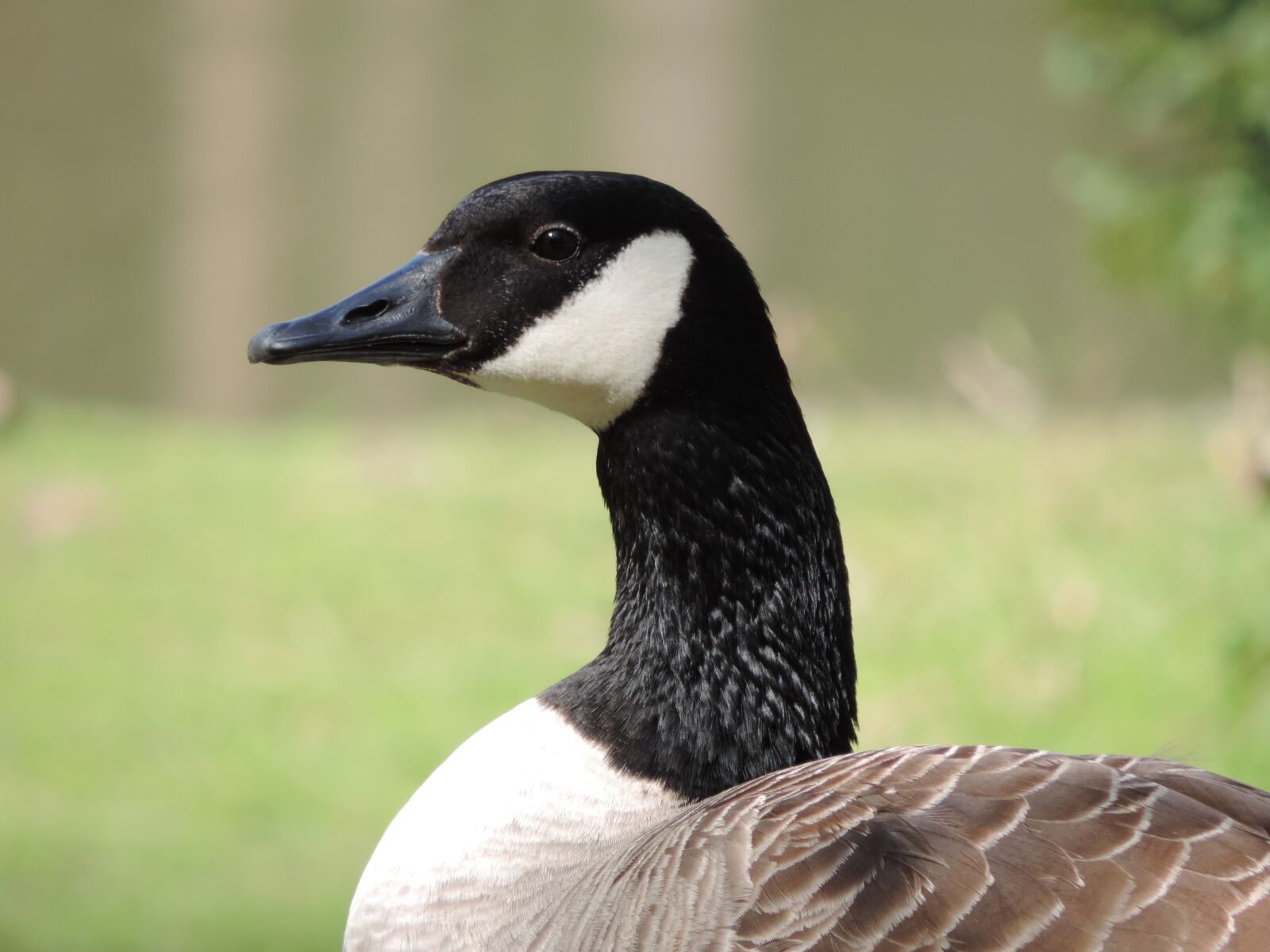 Nikon Coolpix P520 sample photo. Goose, bird, nature photography