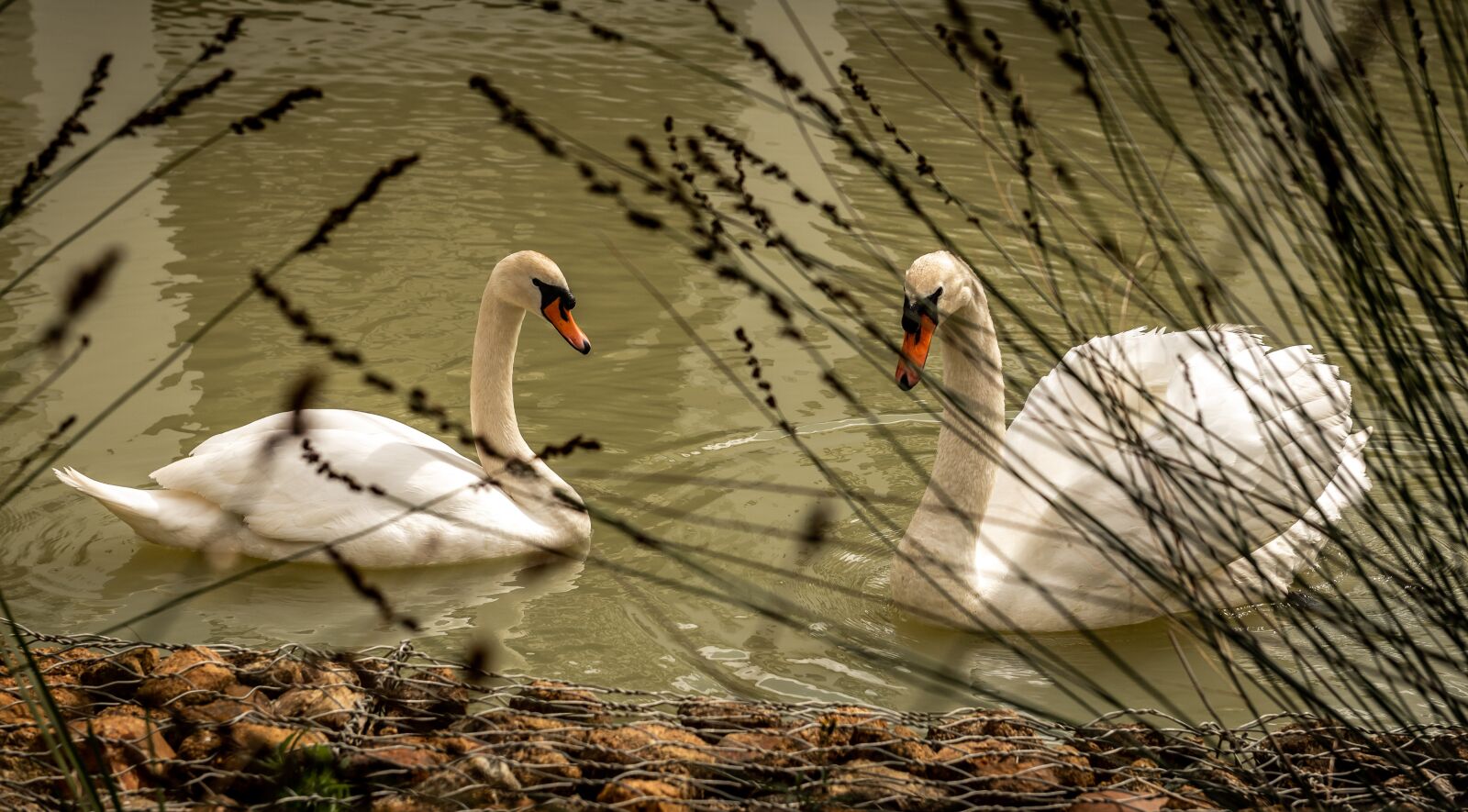 Nikon D750 sample photo. Swans, waterfowl, lake photography